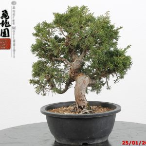 Juniperus itoigawa