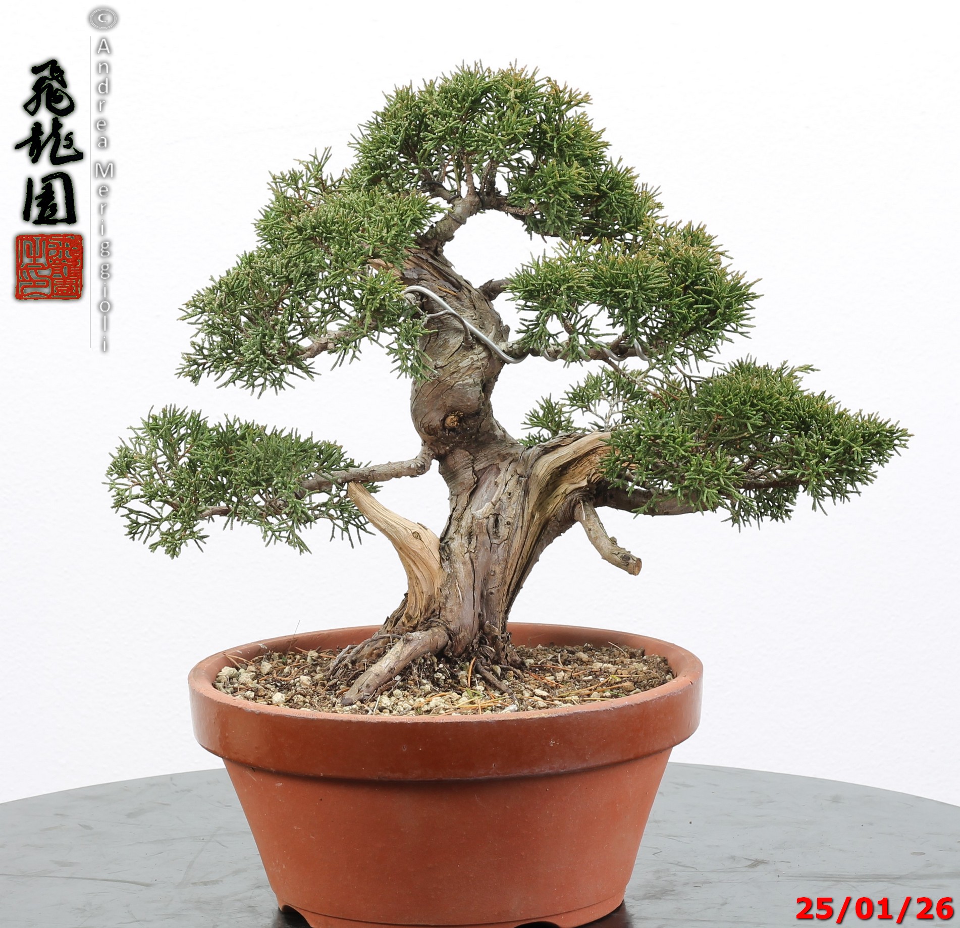 Juniperus itoigawa - Image 10
