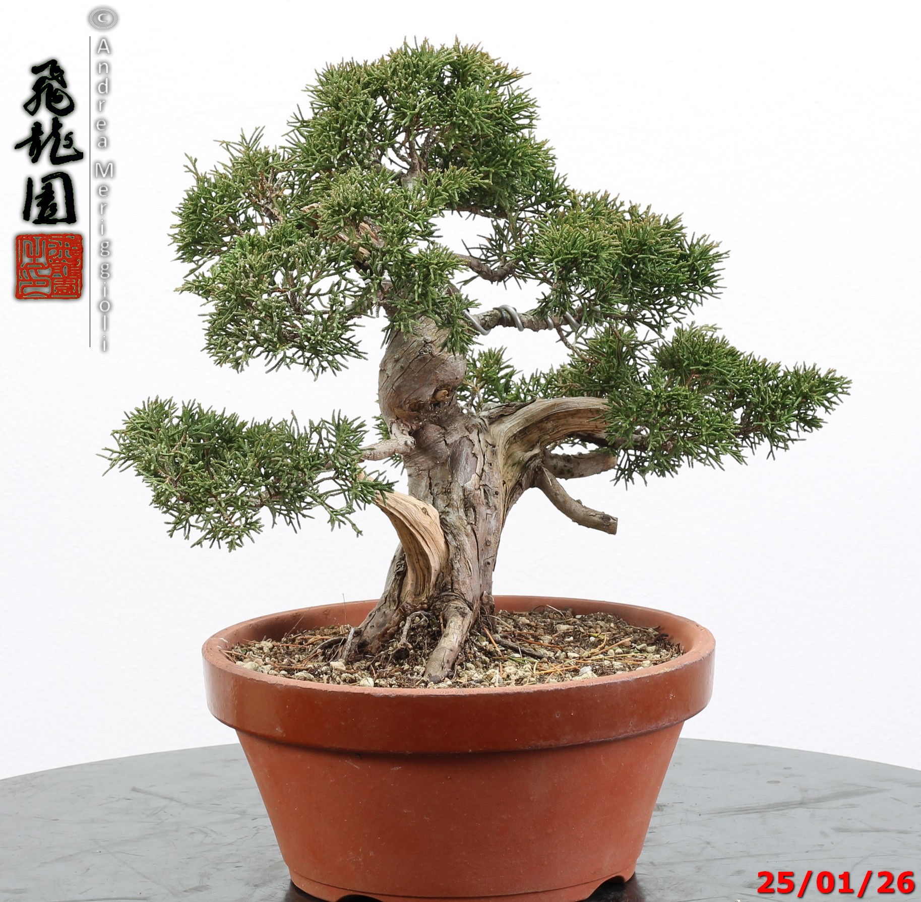 Juniperus itoigawa - Image 9