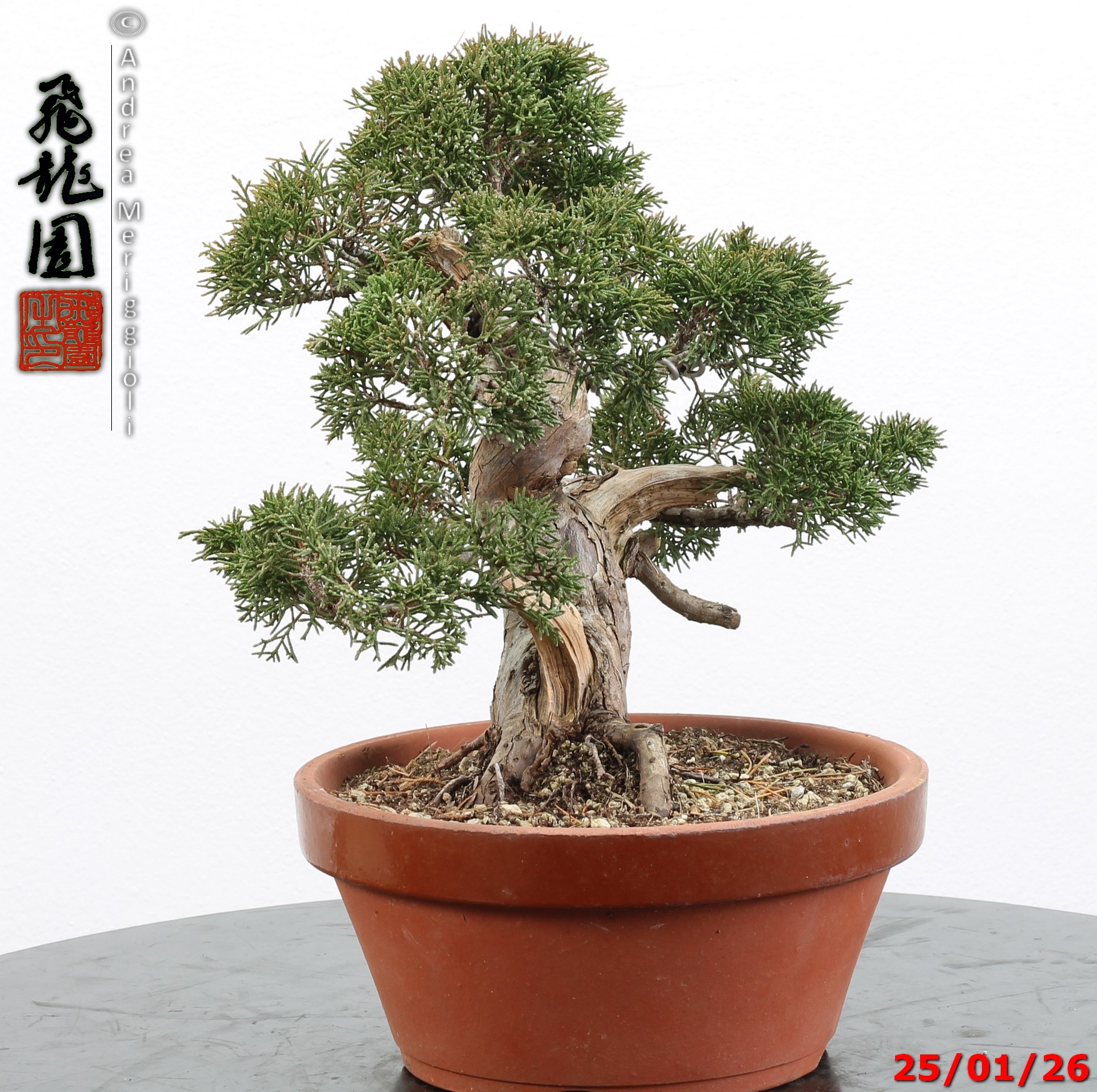 Juniperus itoigawa - Image 8