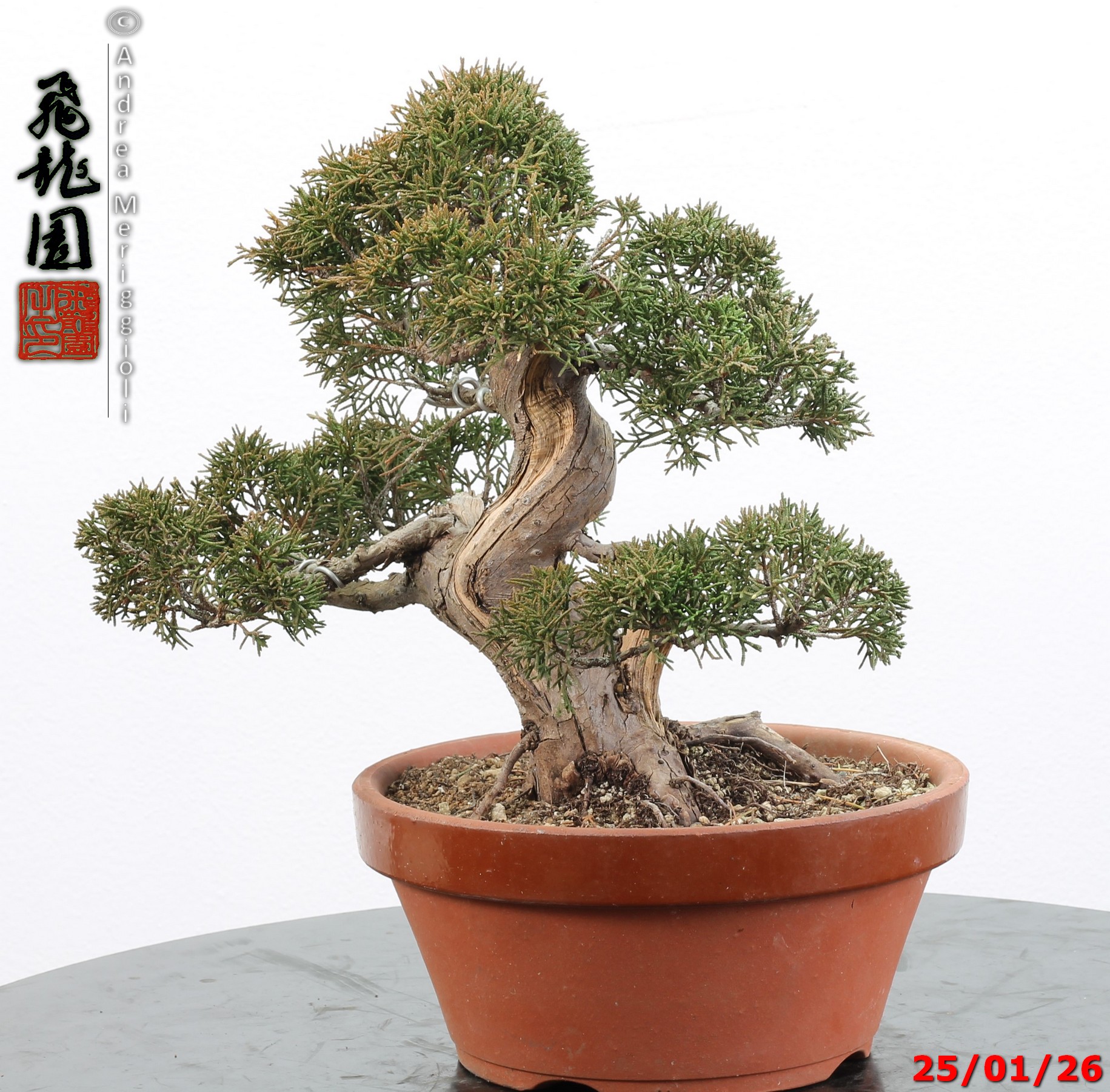 Juniperus itoigawa - Image 7