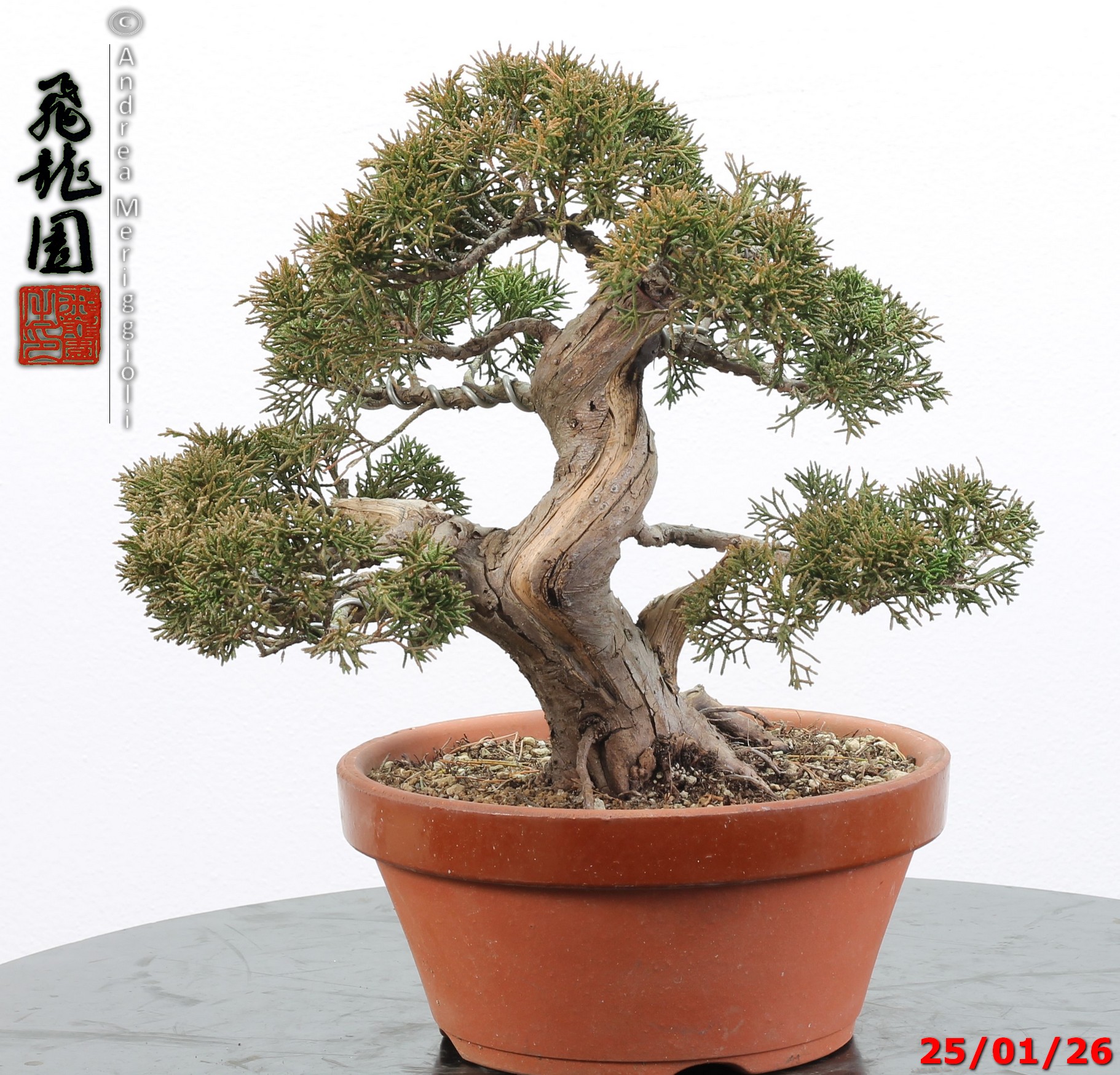 Juniperus itoigawa - Image 5