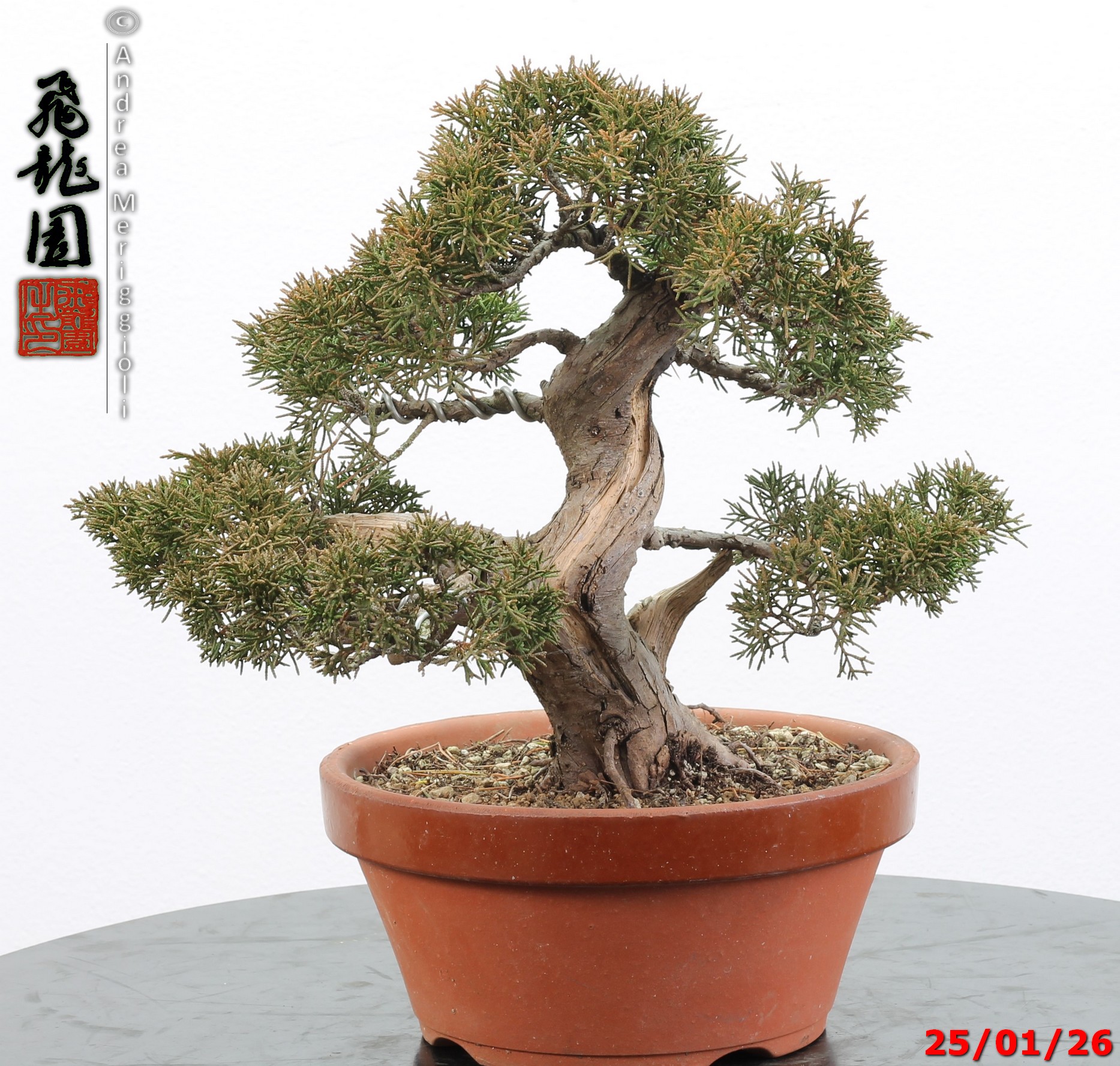 Juniperus itoigawa - Image 4