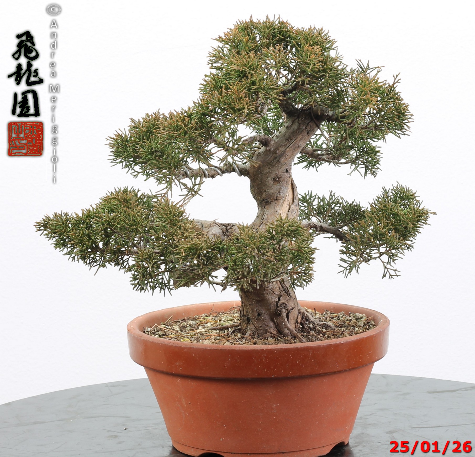 Juniperus itoigawa - Image 3