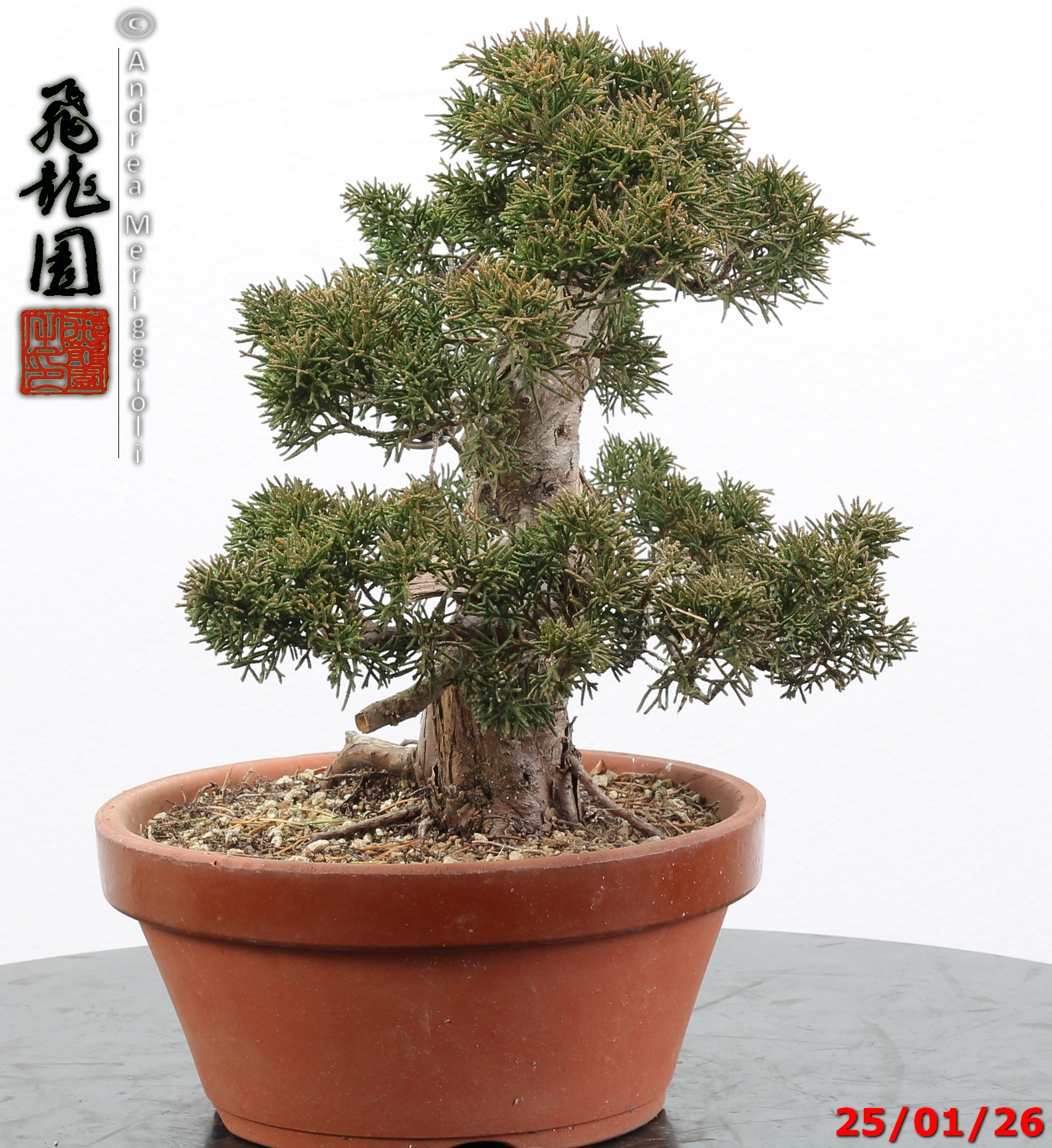 Juniperus itoigawa - Image 2