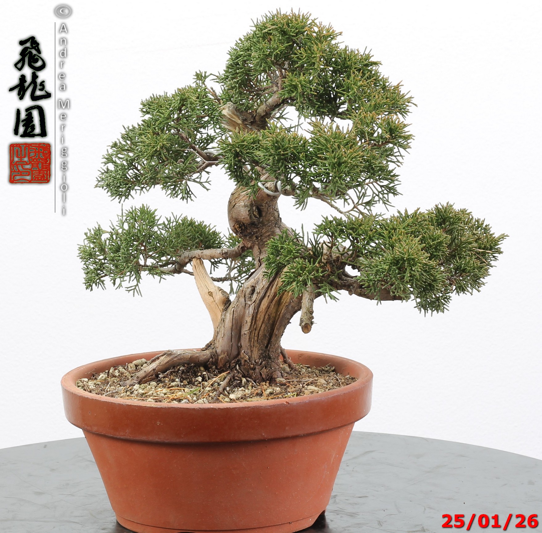 Juniperus itoigawa