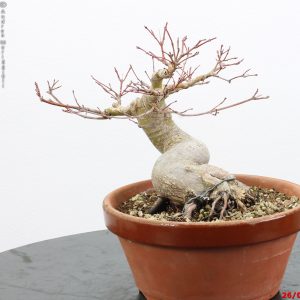 Acer palmatum shohin
