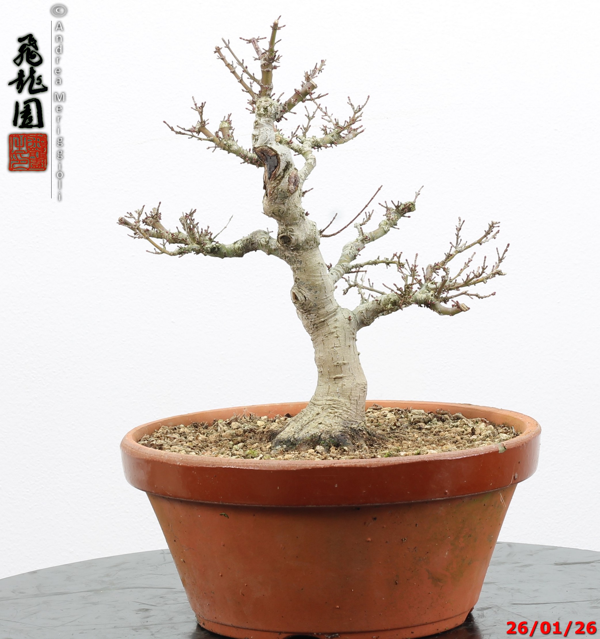 Acer palmatum kotohime - immagine 9