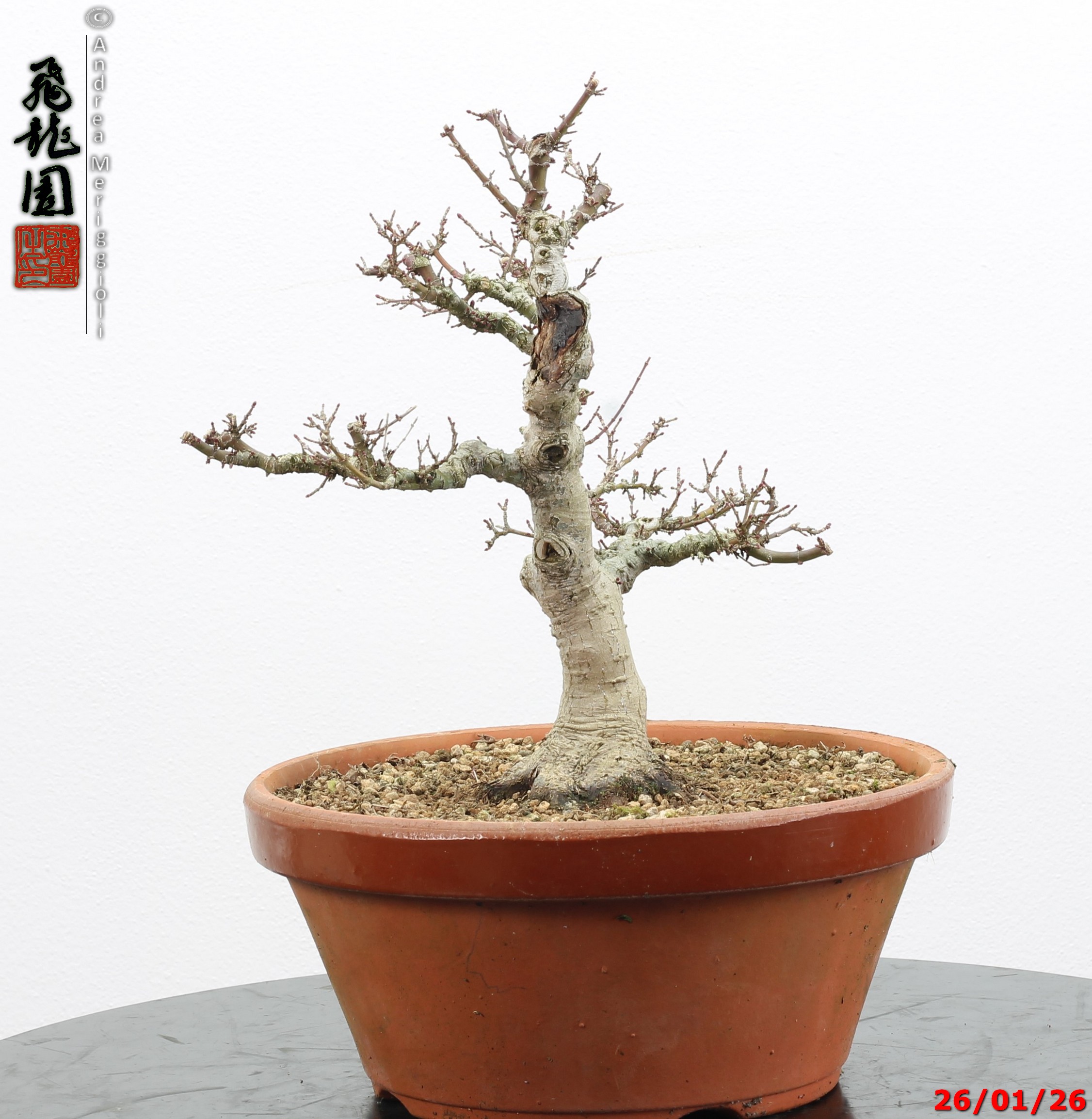 Acer palmatum kotohime - immagine 8