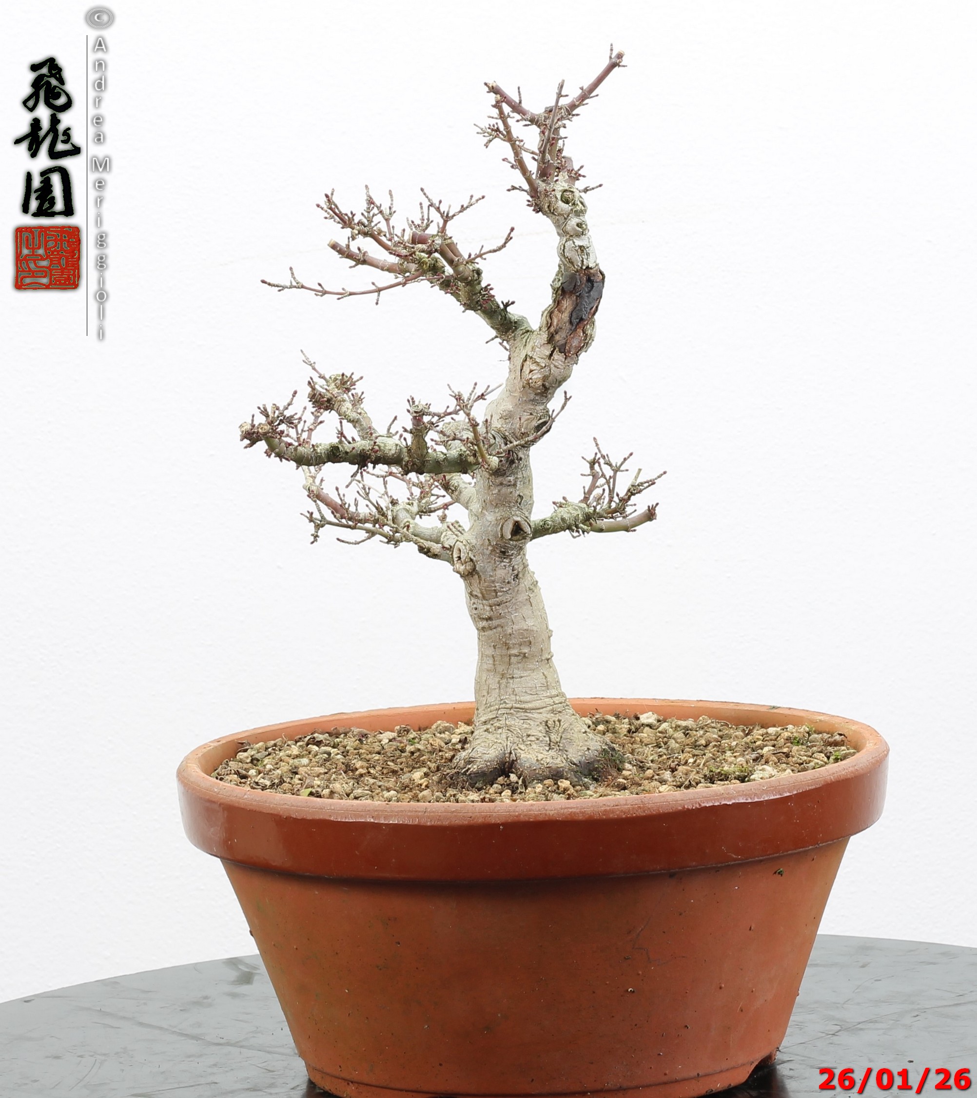Acer palmatum kotohime - immagine 7