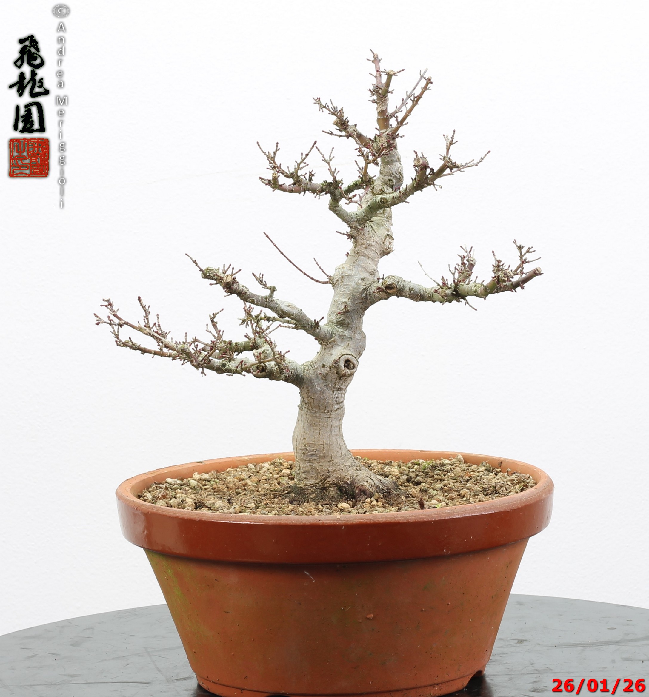 Acer palmatum kotohime - immagine 5