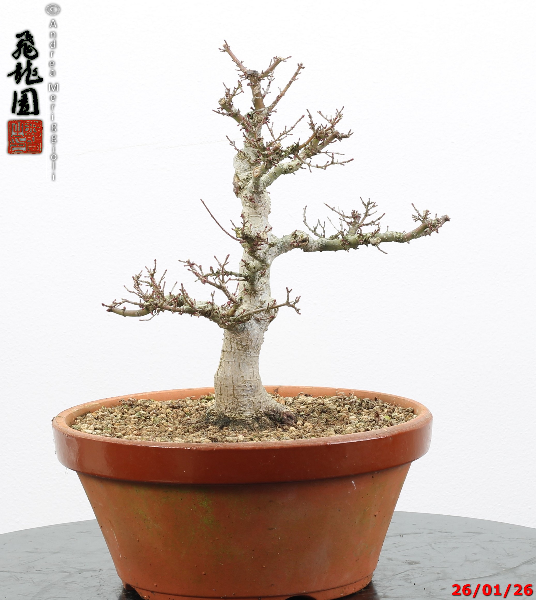 Acer palmatum kotohime - immagine 4
