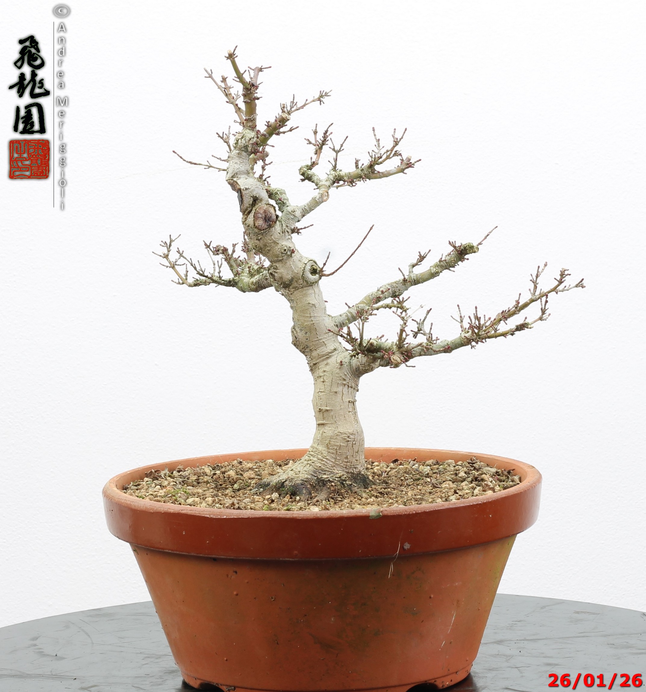 Acer palmatum kotohime - immagine 2