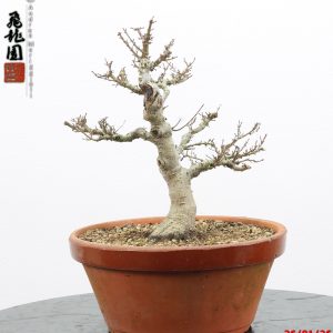 Acer palmatum kotohime