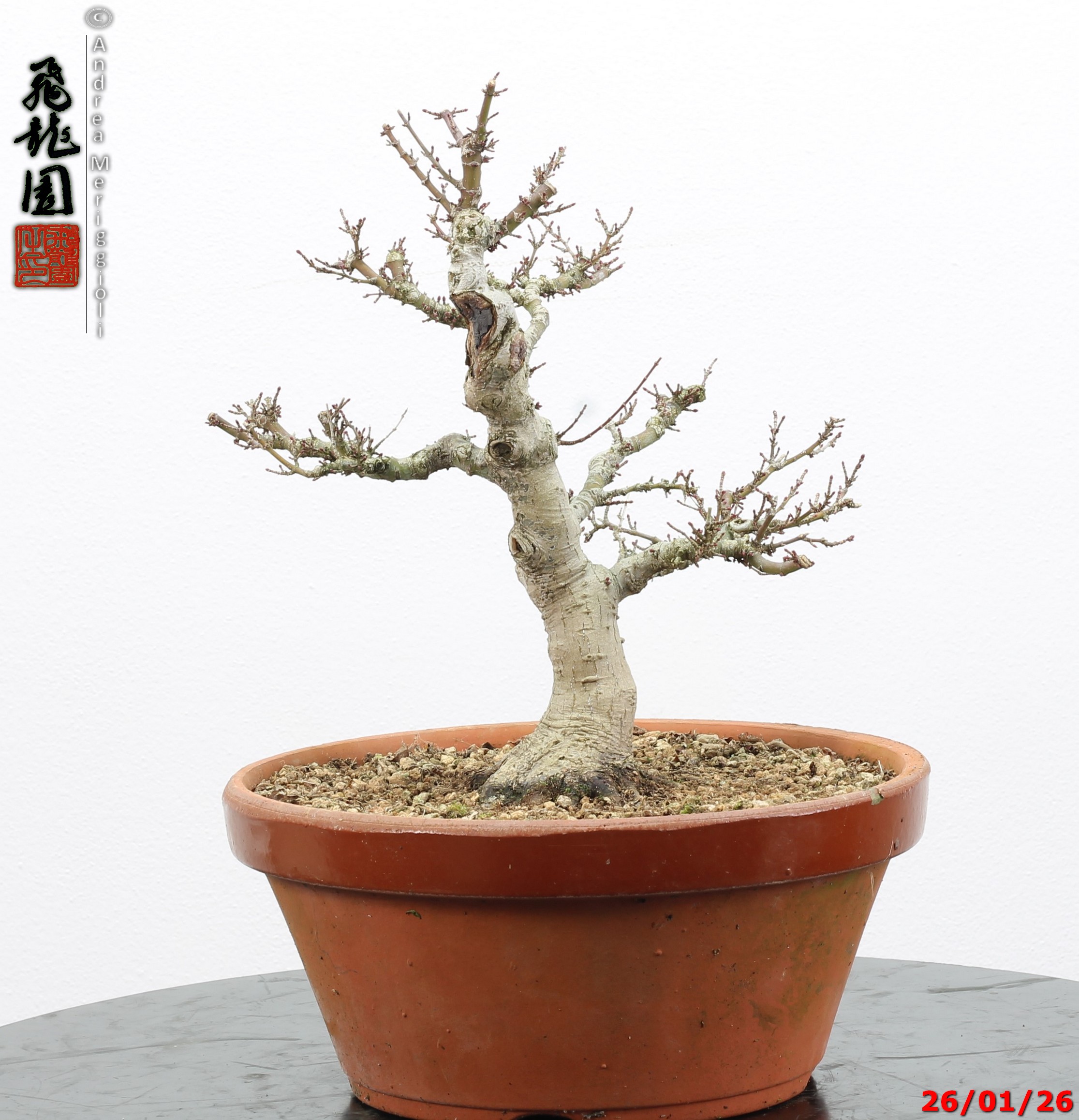 Acer palmatum kotohime