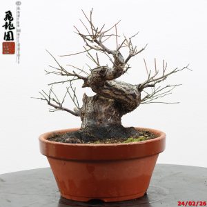 Prunus mume shohin
