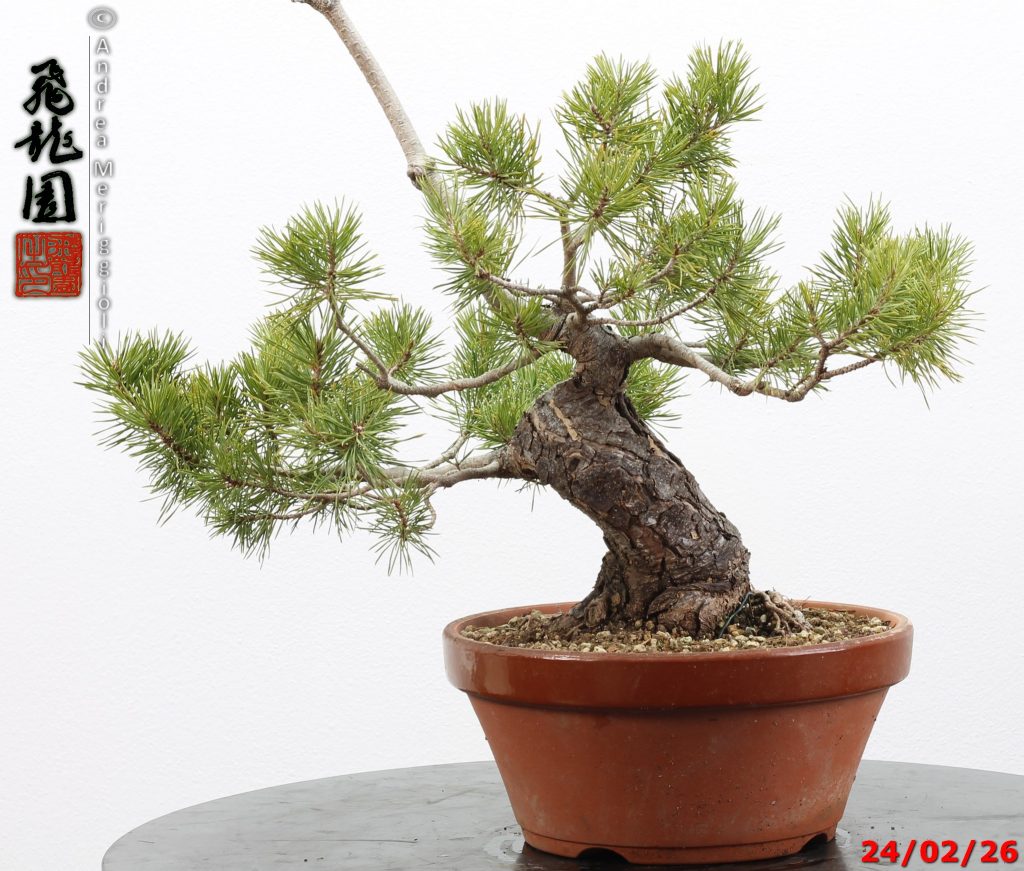 Pinus sylvestris shohin