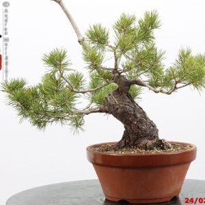 Pinus sylvestris shohin