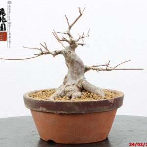 Acer buergerianum shohin