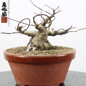 Acer palmatum shohin