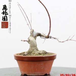 Acer palmatum shohin