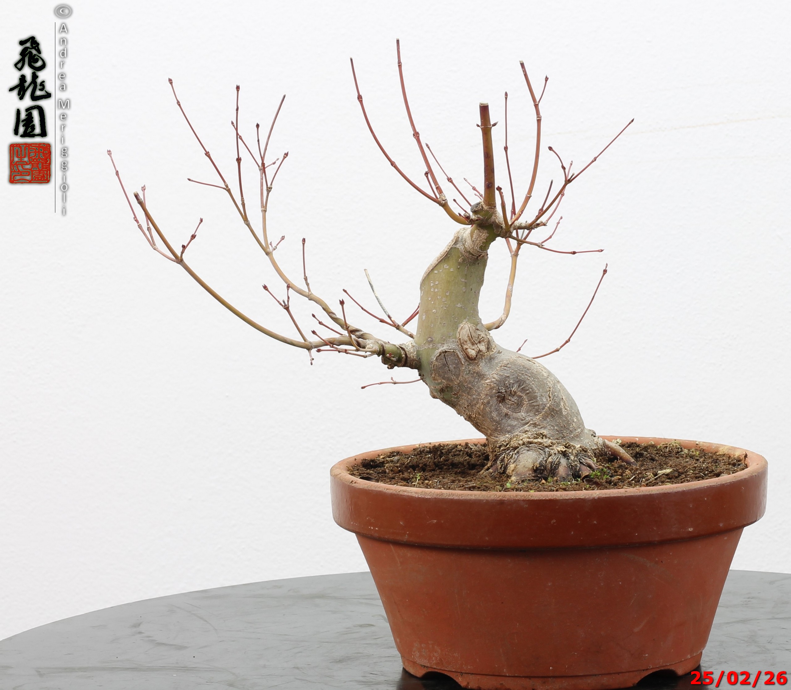 Acer palmatum shohin - immagine 13