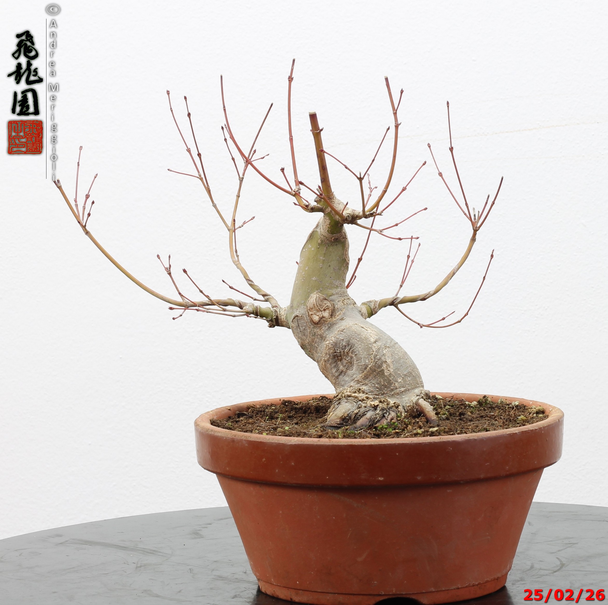 Acer palmatum shohin - immagine 12