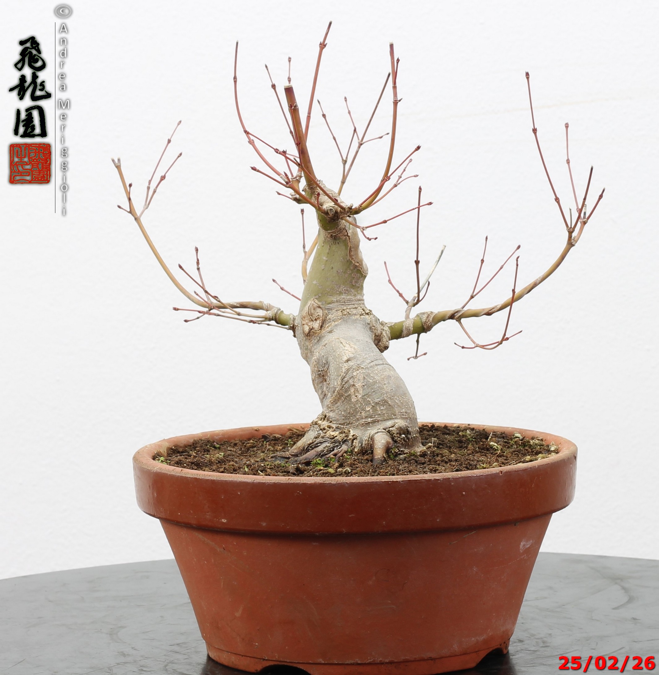 Acer palmatum shohin - immagine 11