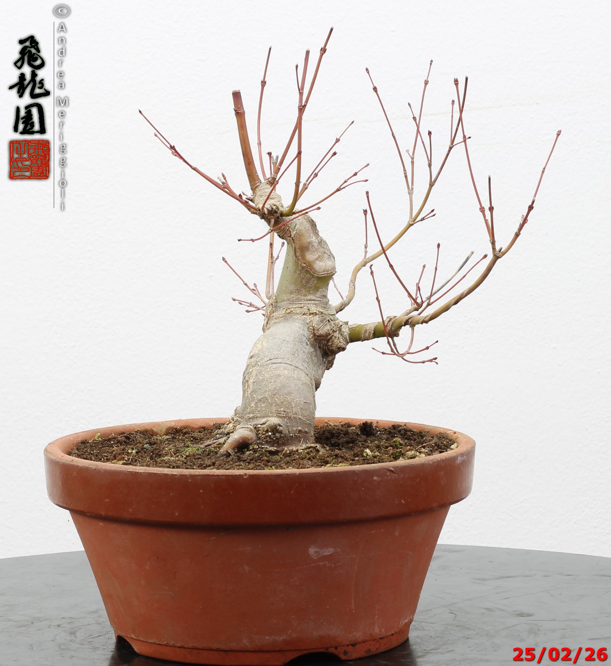 Acer palmatum shohin - immagine 10