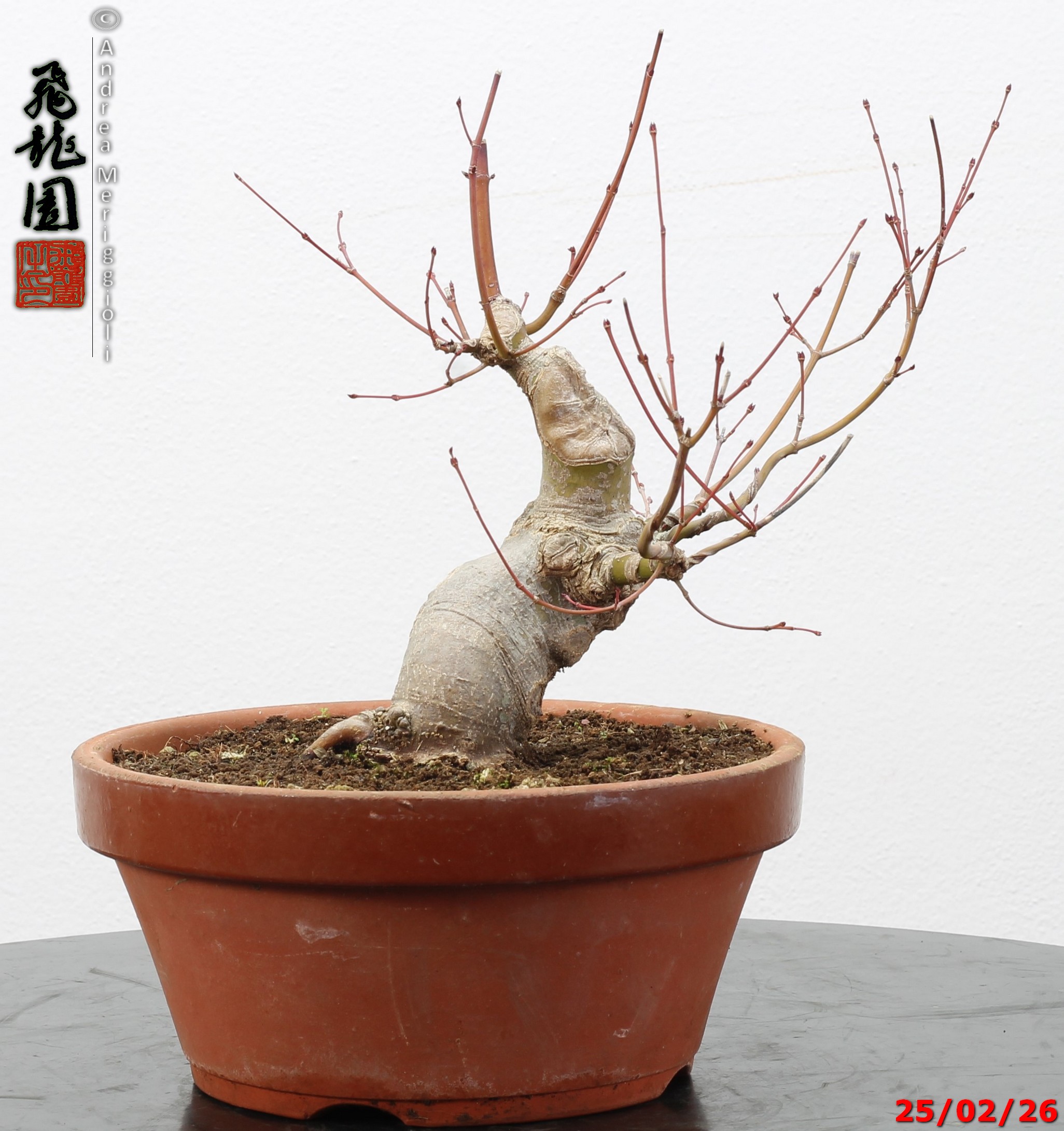 Acer palmatum shohin - immagine 9
