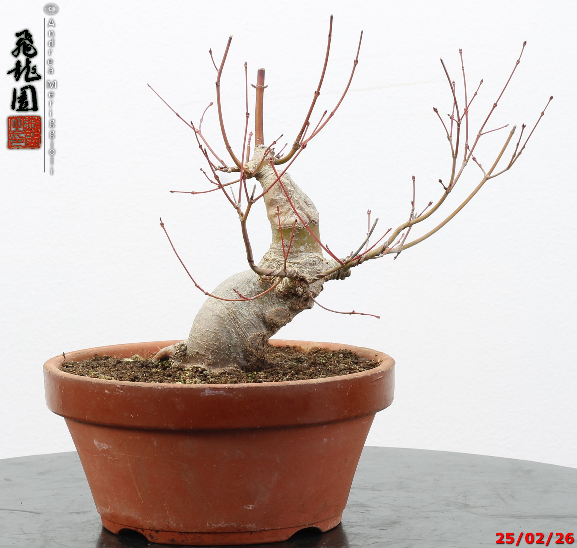 Acer palmatum shohin - immagine 8