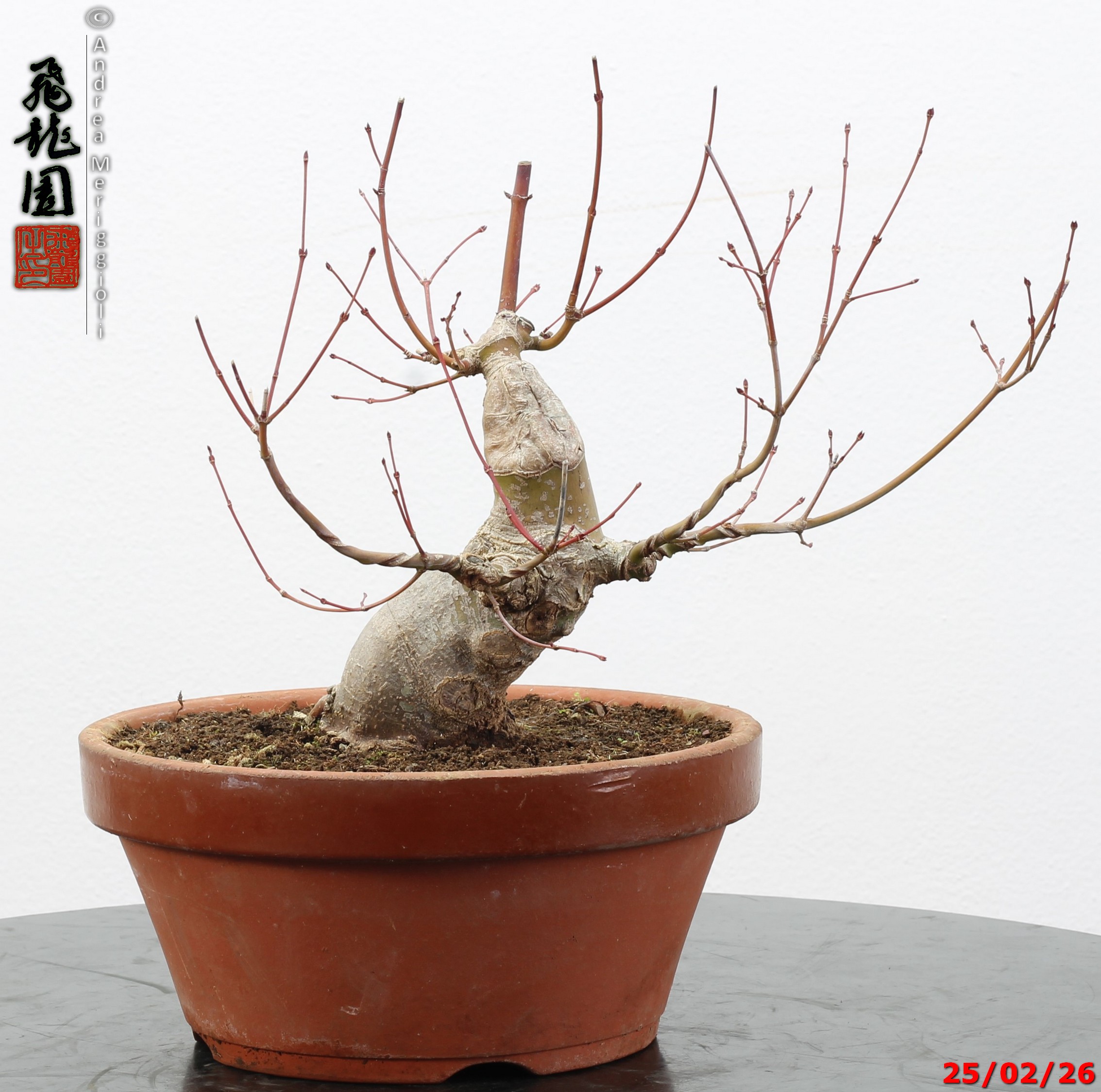 Acer palmatum shohin - immagine 7