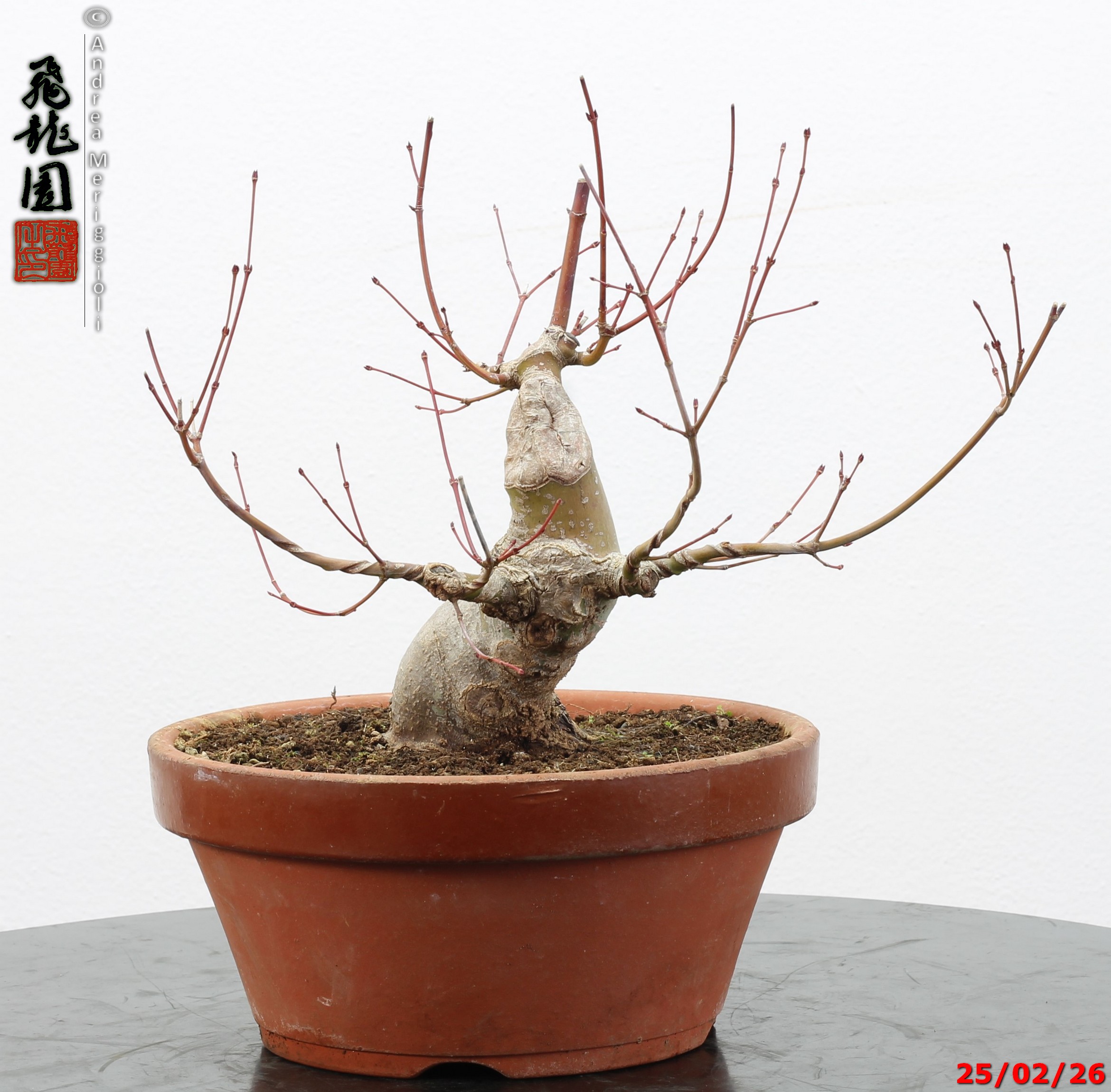 Acer palmatum shohin - immagine 6