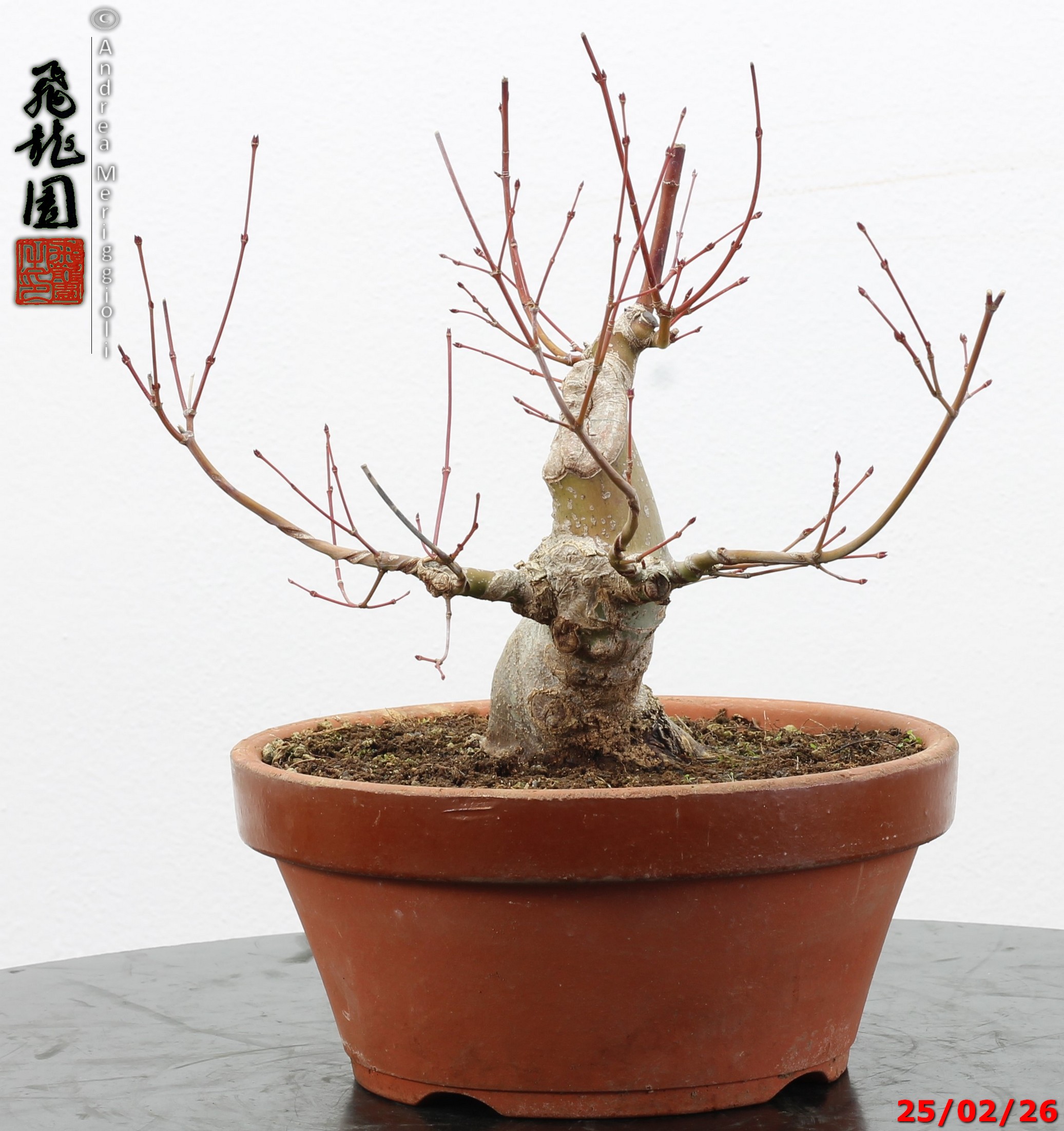Acer palmatum shohin - immagine 5