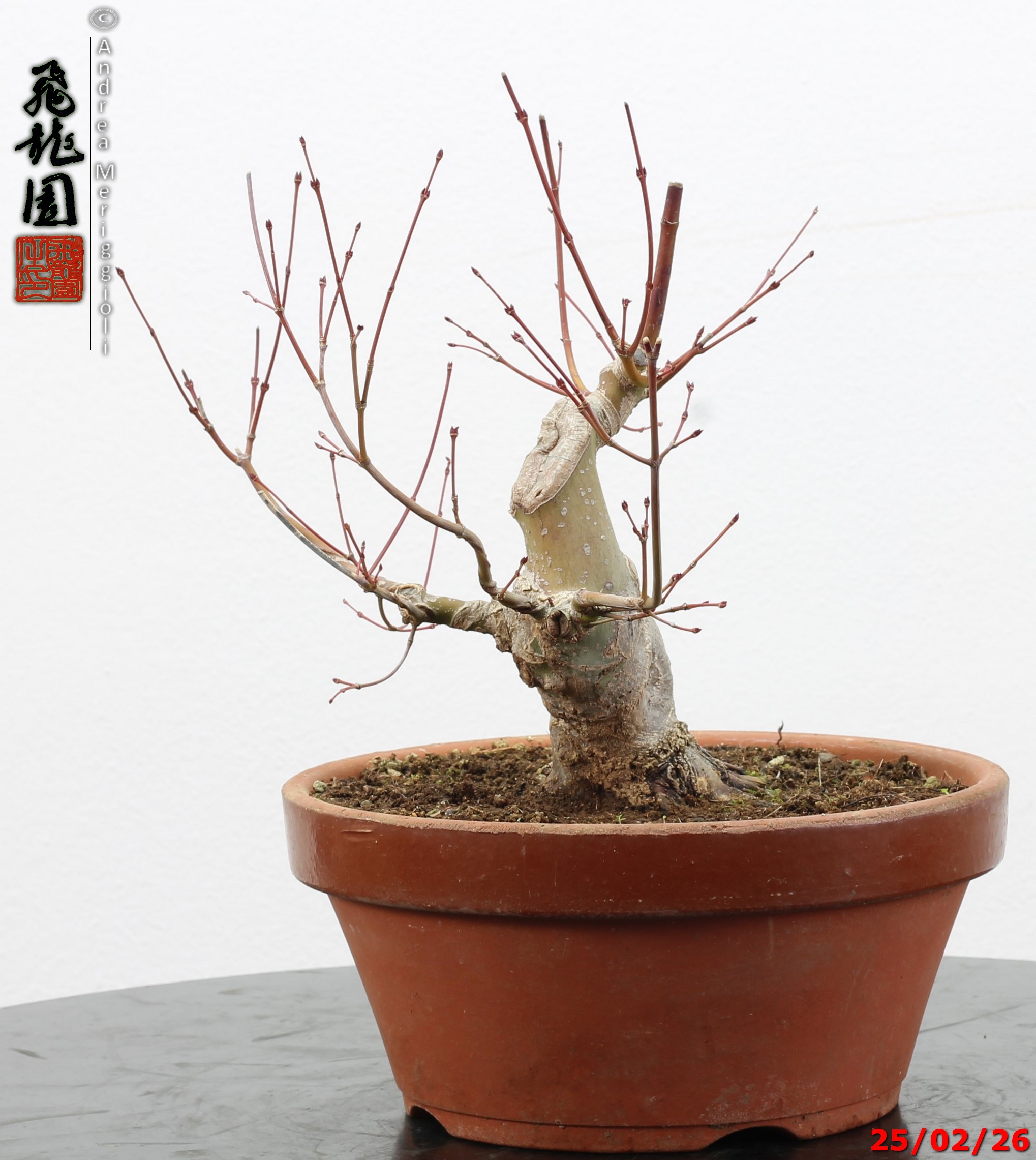Acer palmatum shohin - immagine 4