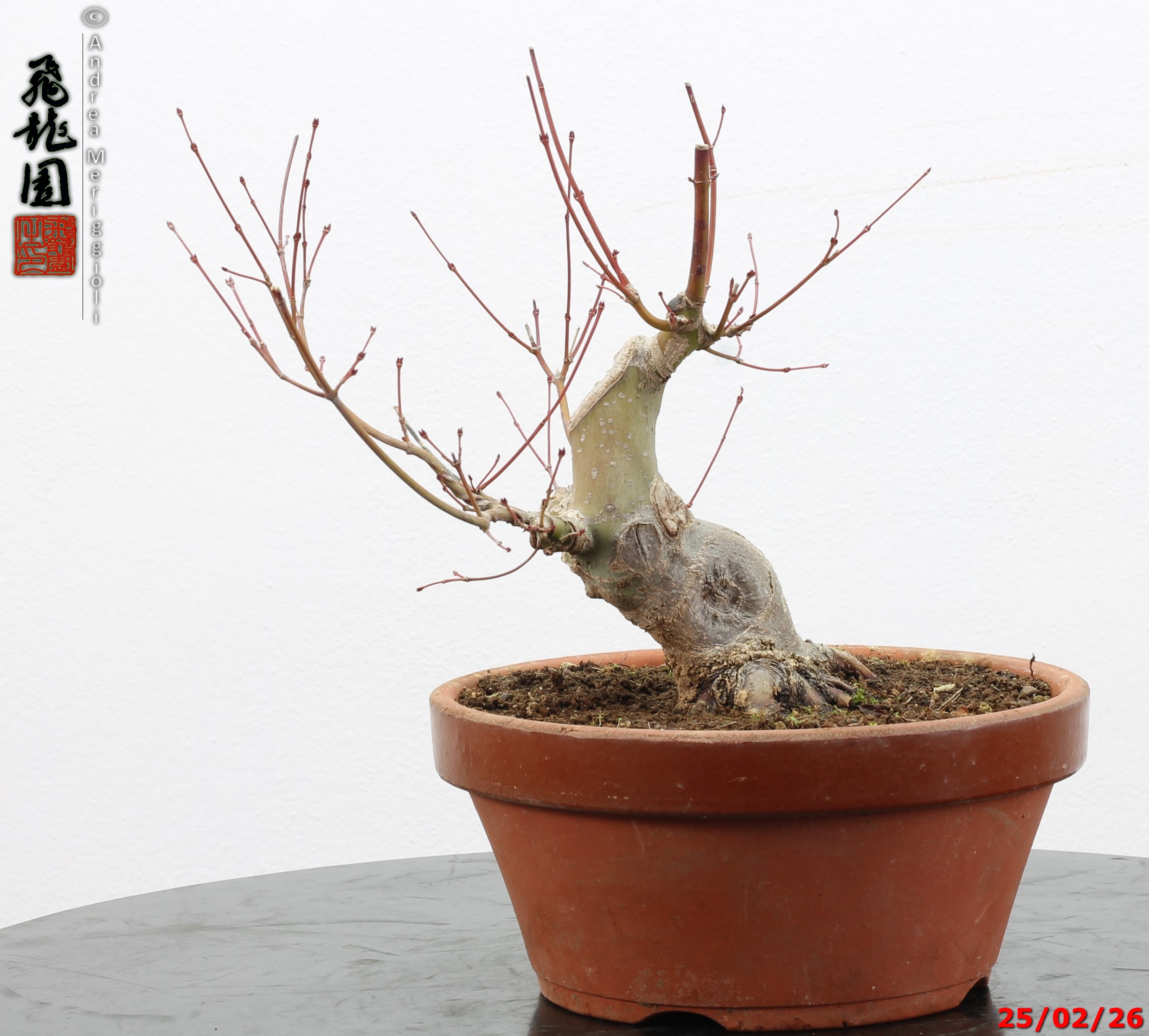 Acer palmatum shohin - immagine 3