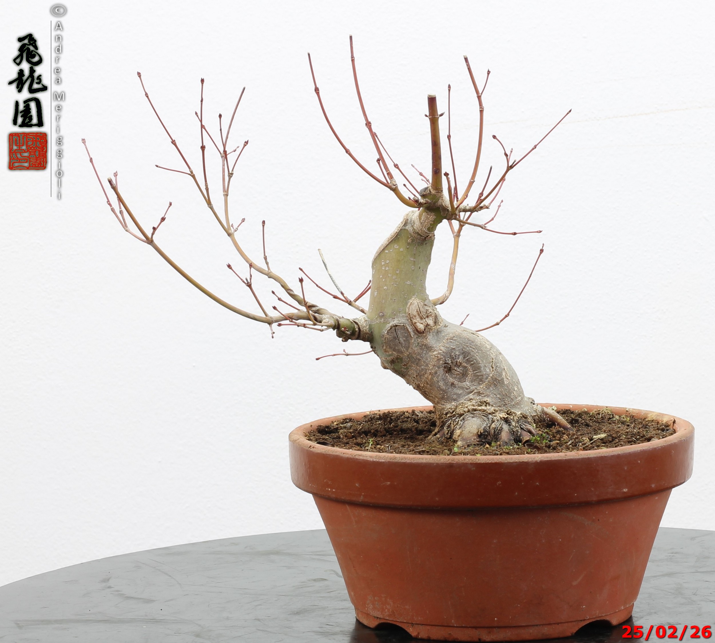 Acer palmatum shohin - immagine 2