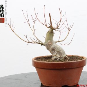 Acer palmatum shohin