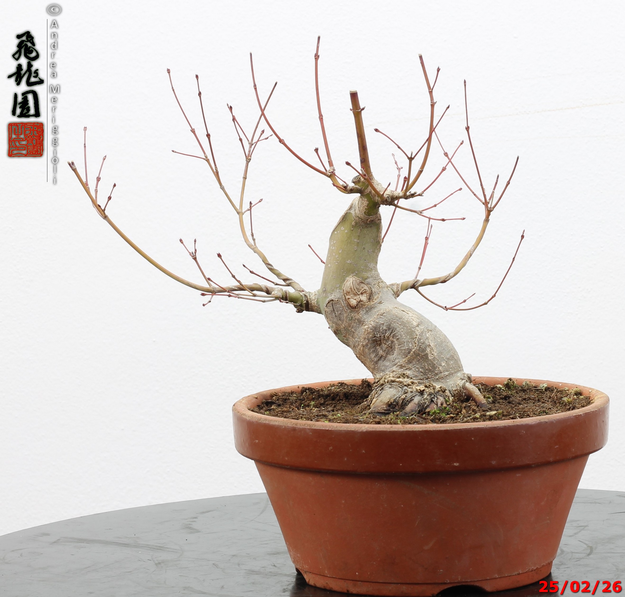 Acer palmatum shohin