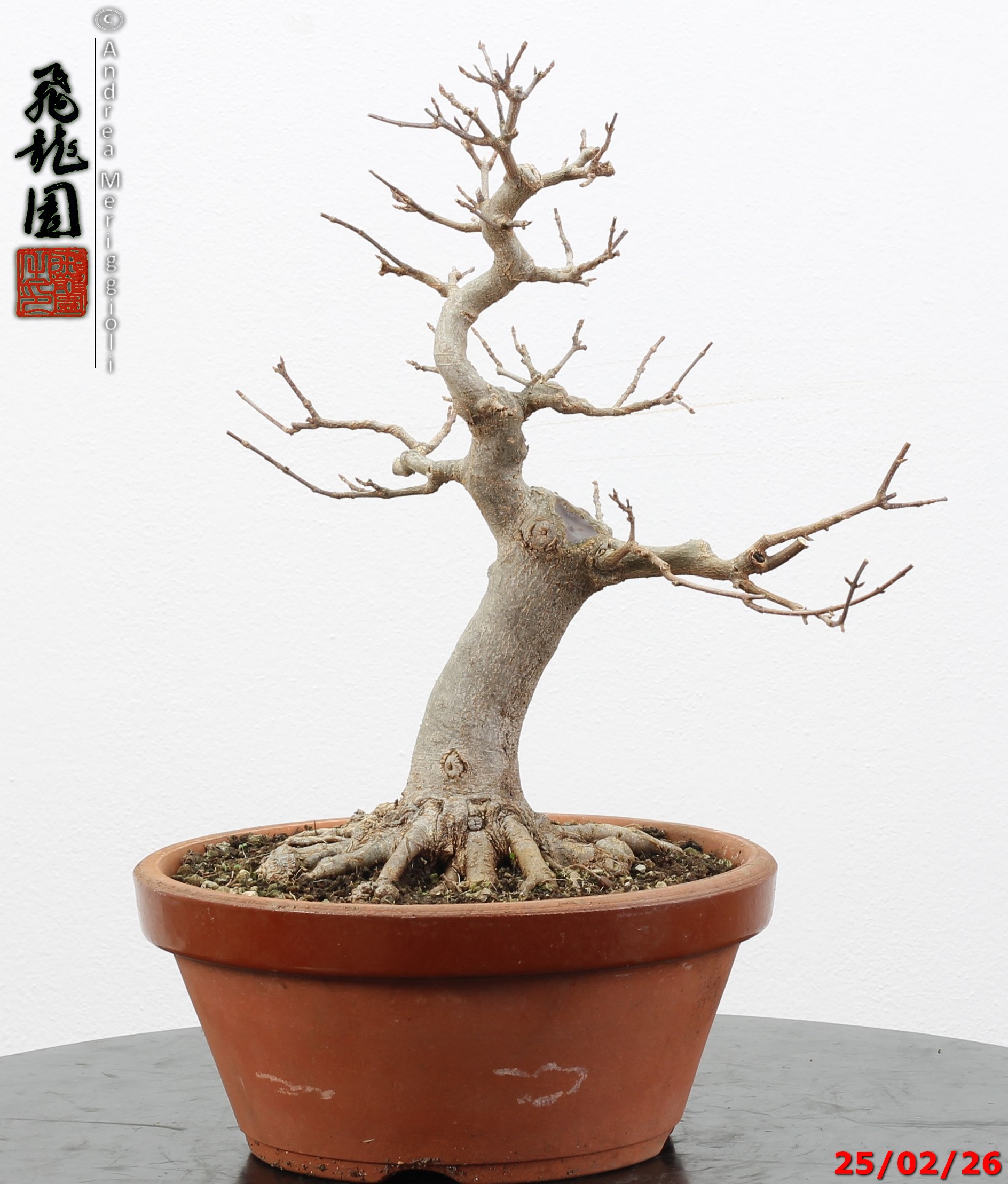 Acer buergerianum - immagine 13