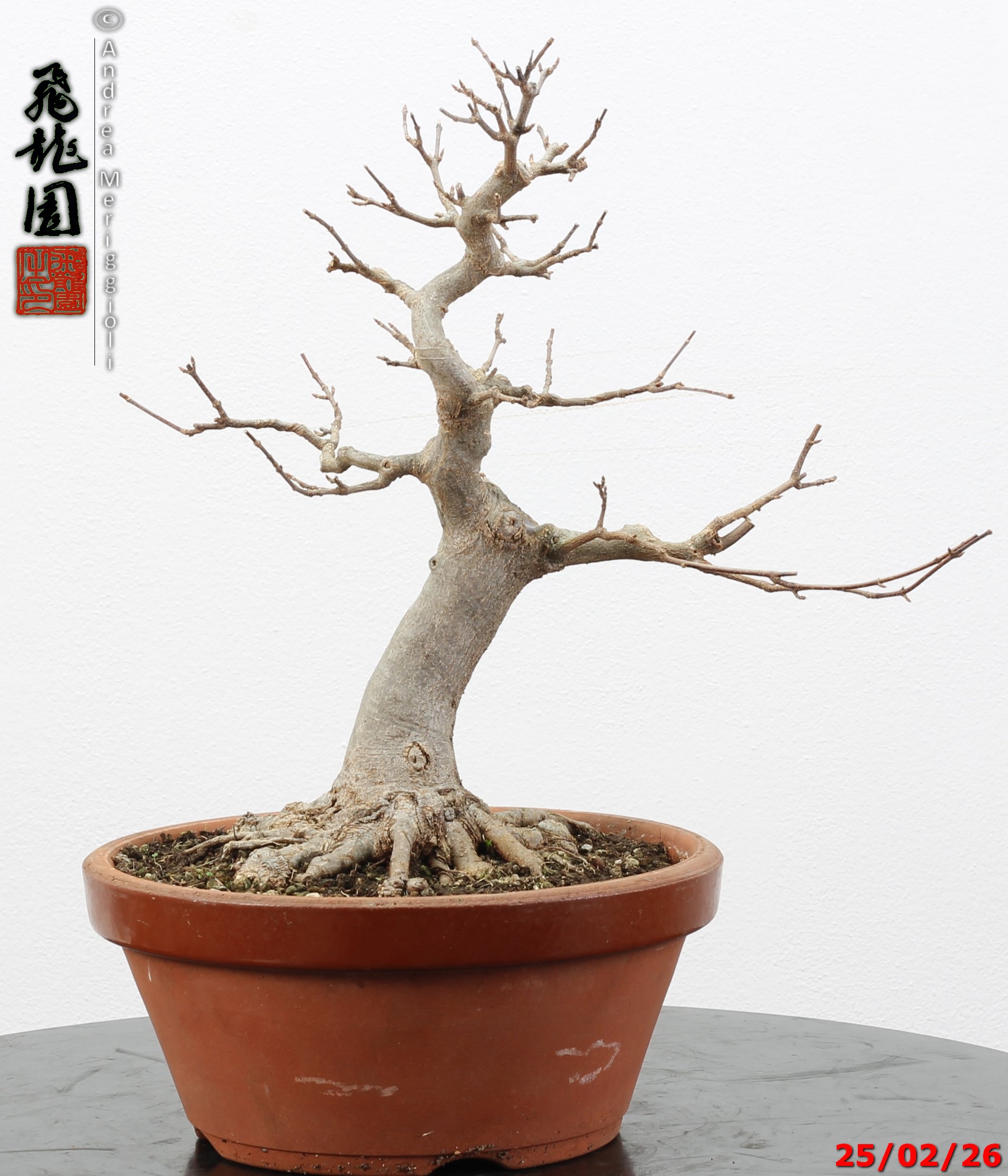 Acer buergerianum - immagine 12
