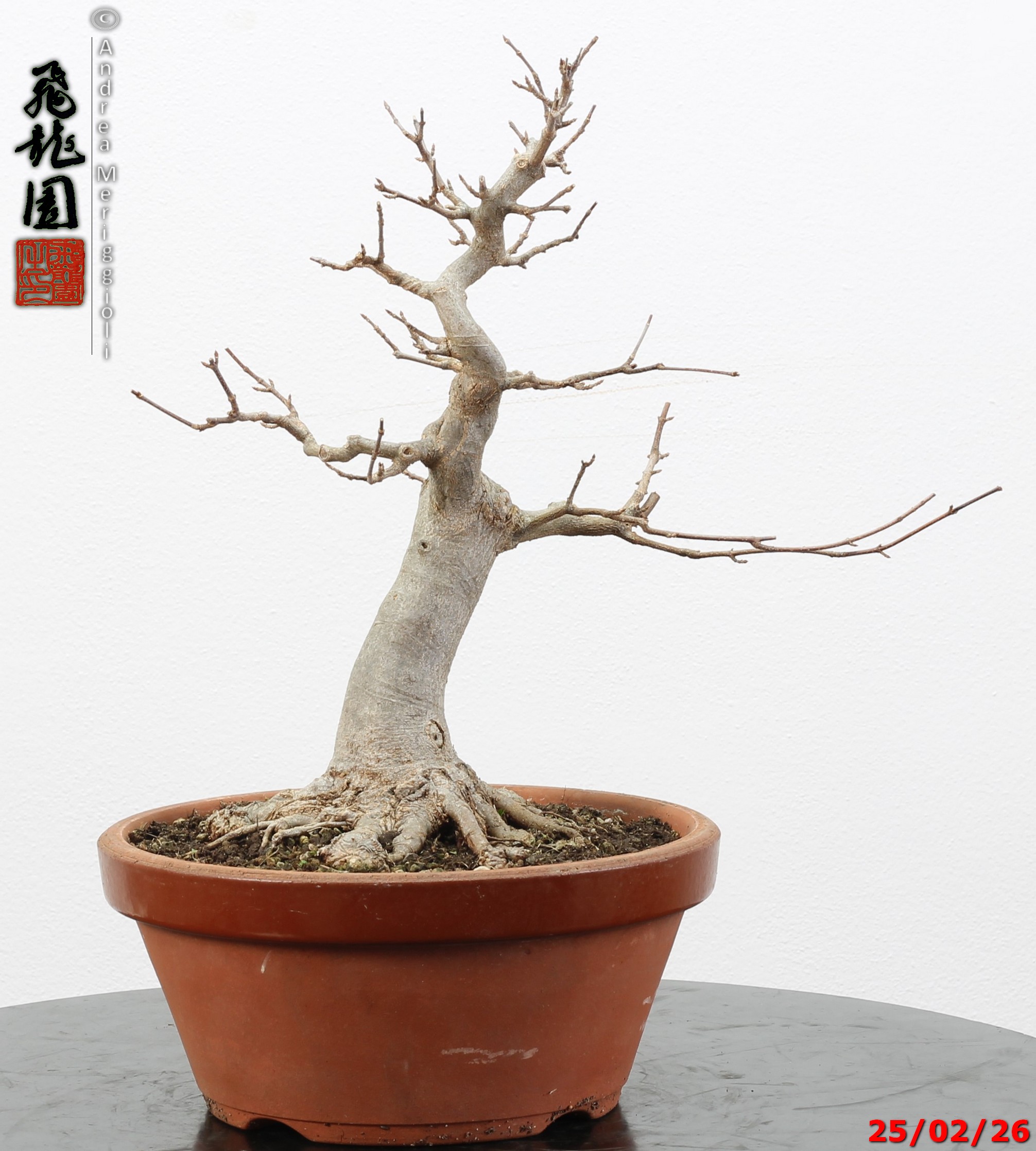 Acer buergerianum - immagine 11