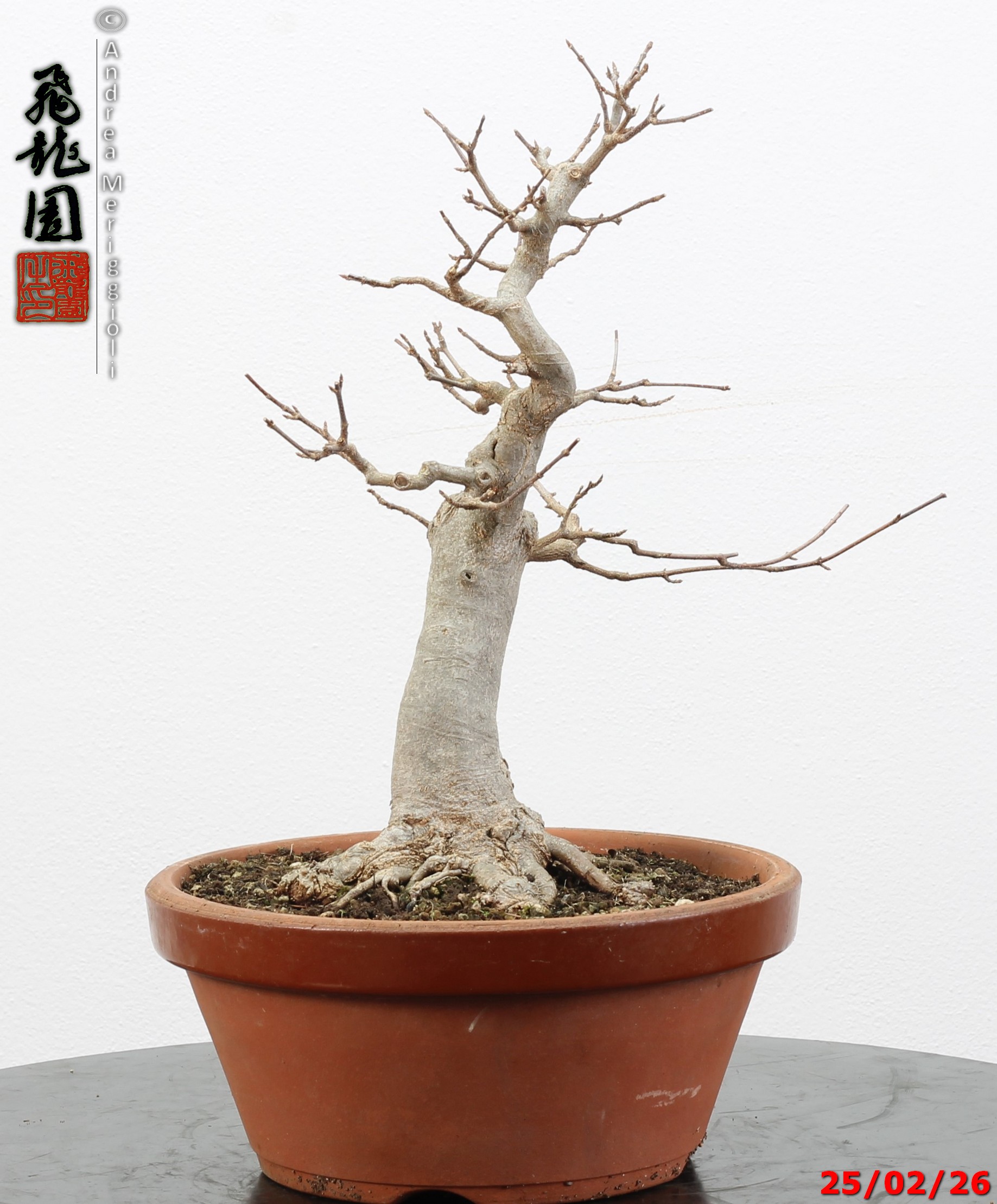 Acer buergerianum - immagine 10