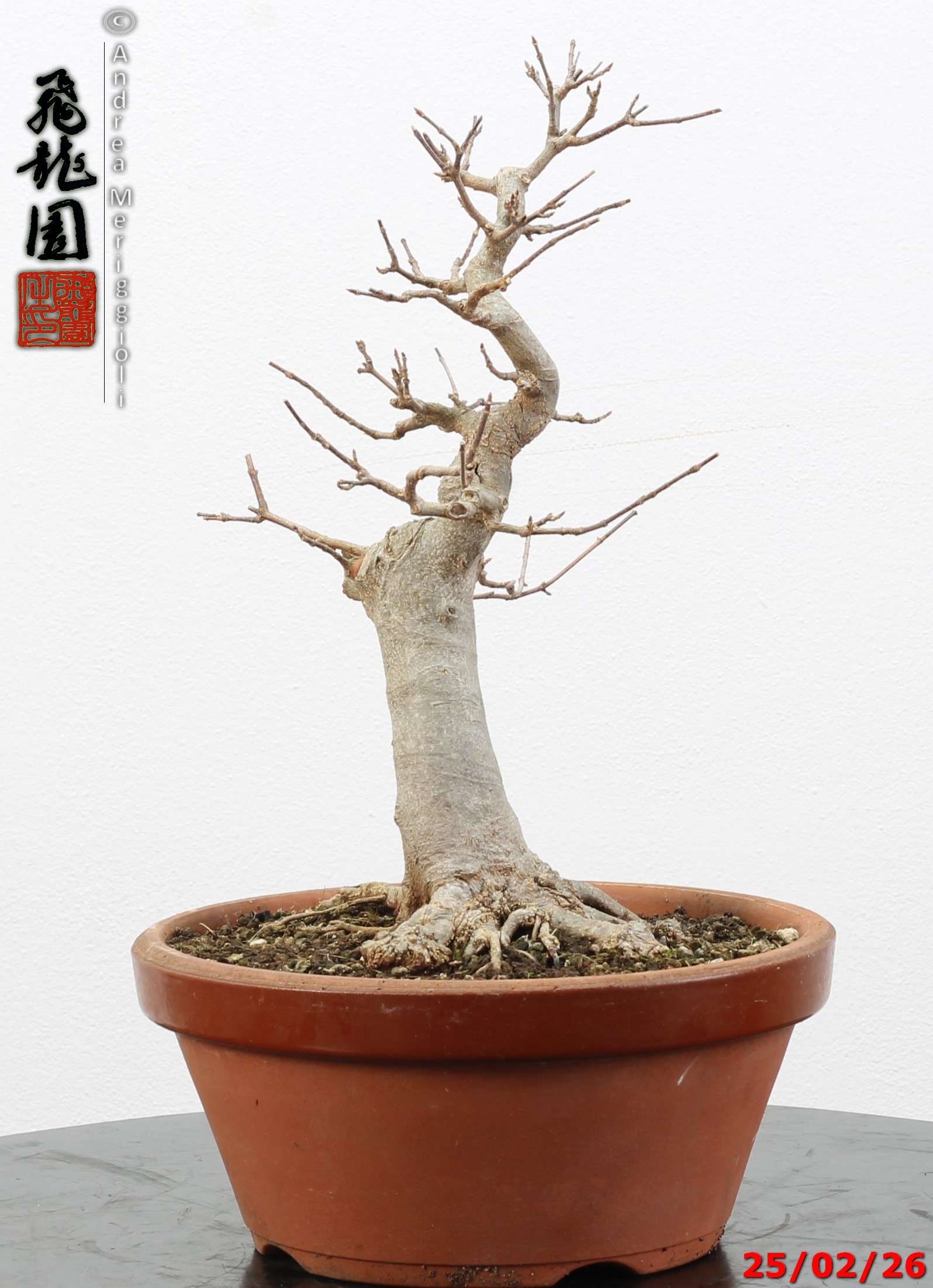 Acer buergerianum - immagine 9