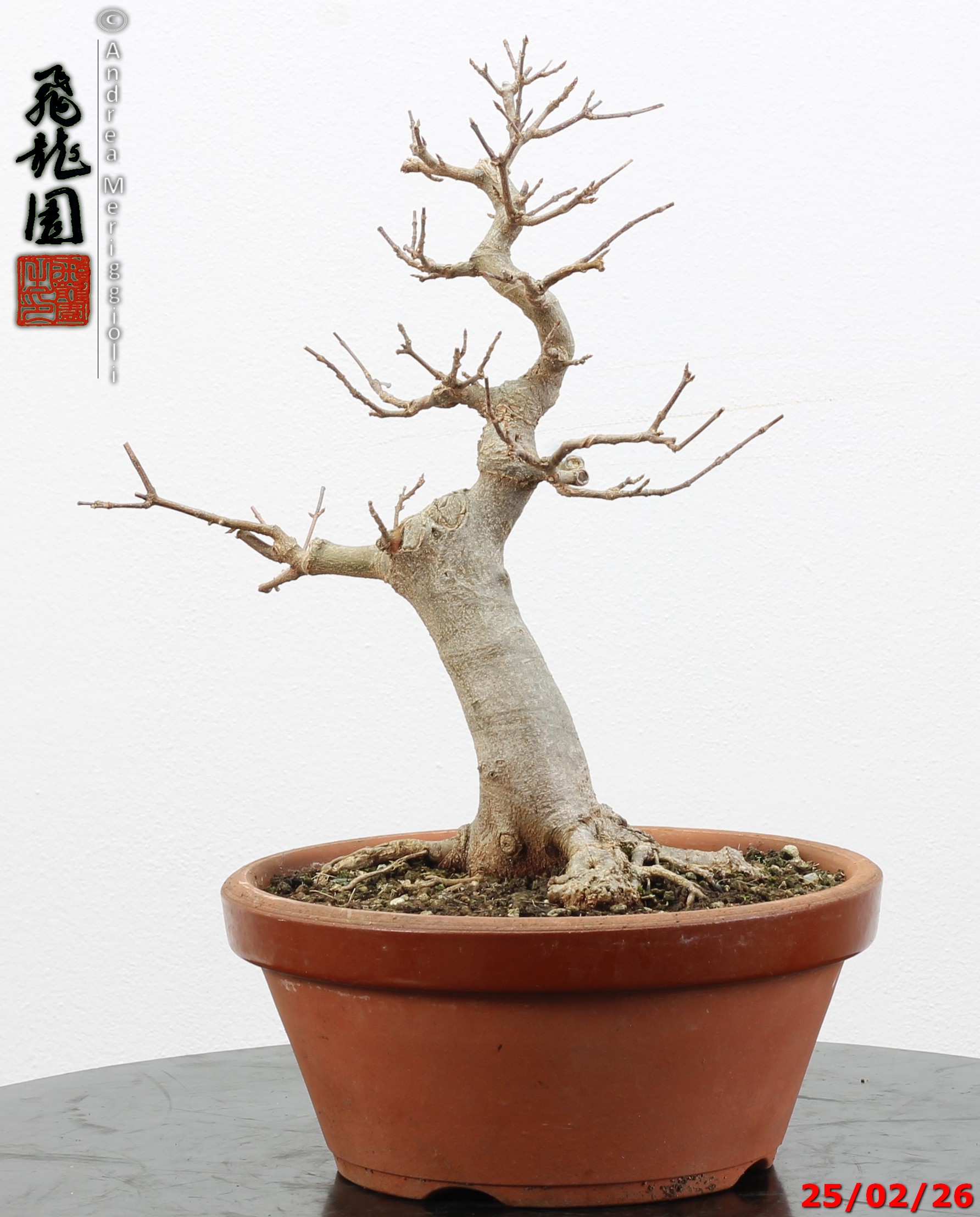 Acer buergerianum - immagine 8