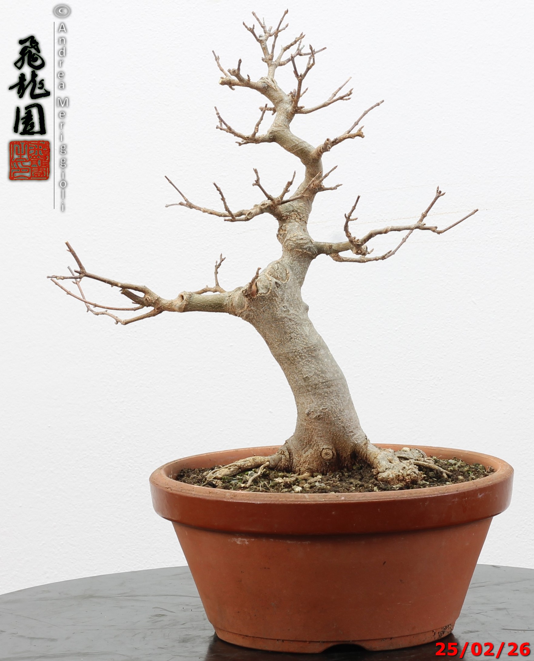 Acer buergerianum - immagine 7