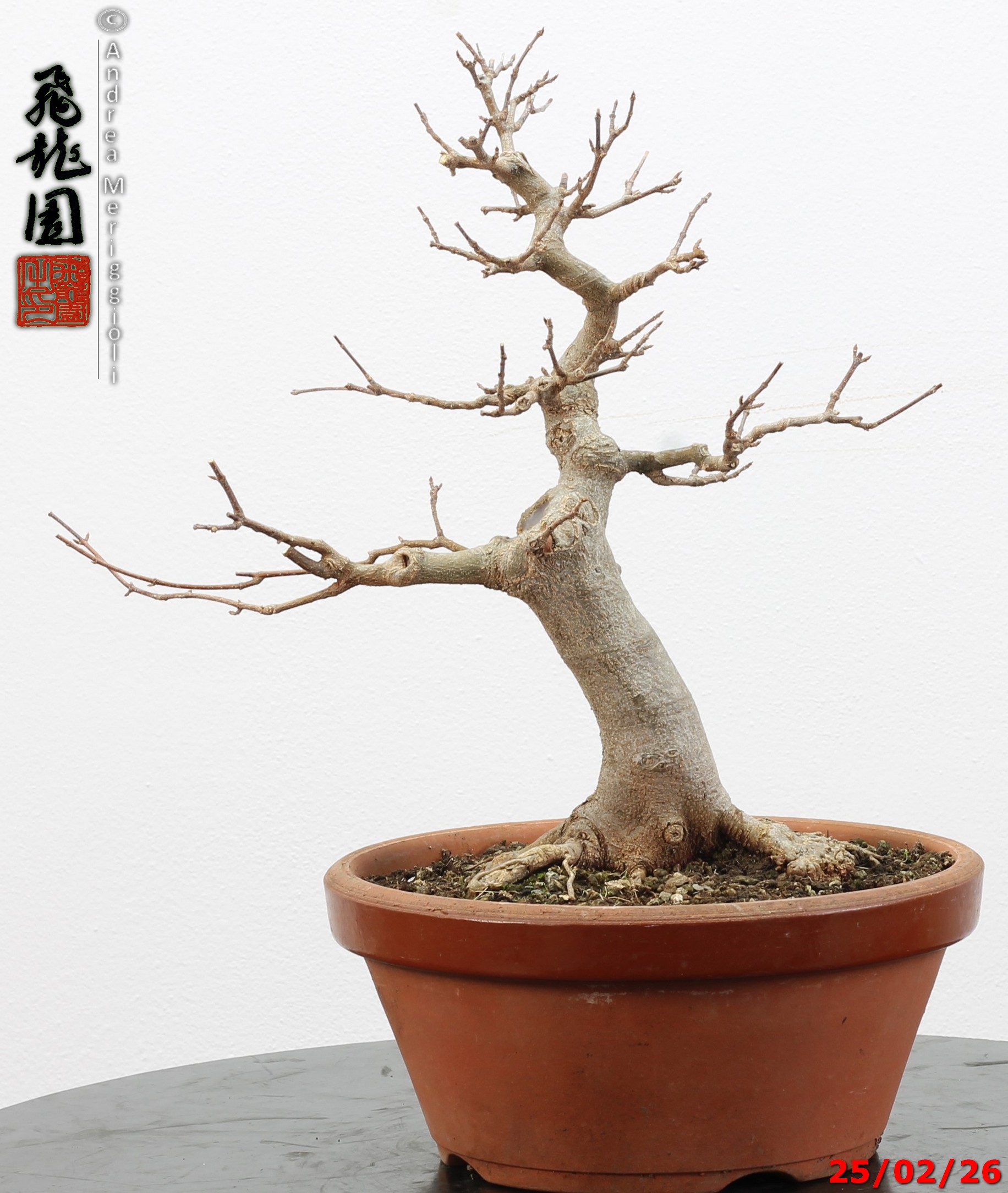 Acer buergerianum - immagine 6