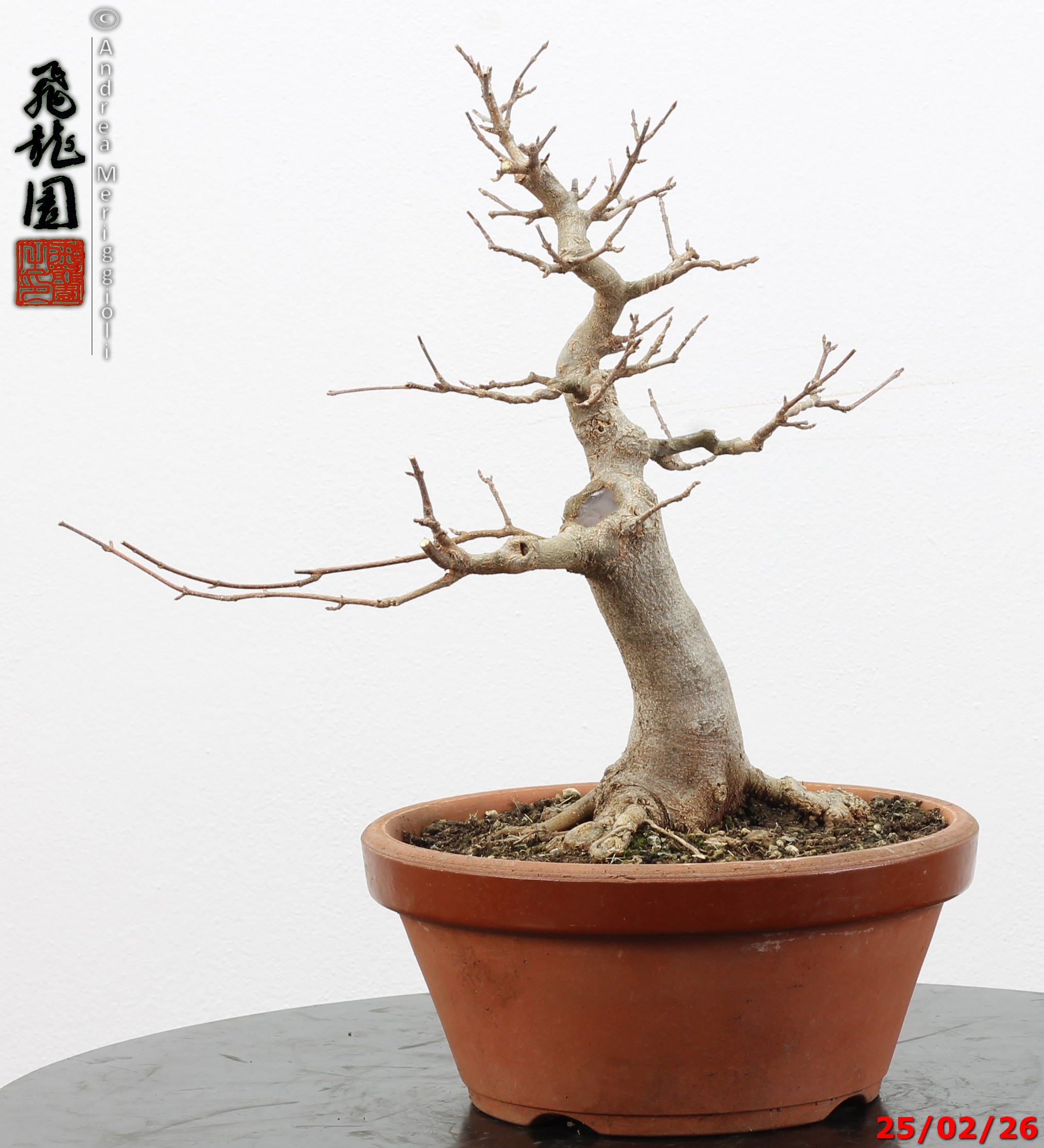 Acer buergerianum - immagine 5