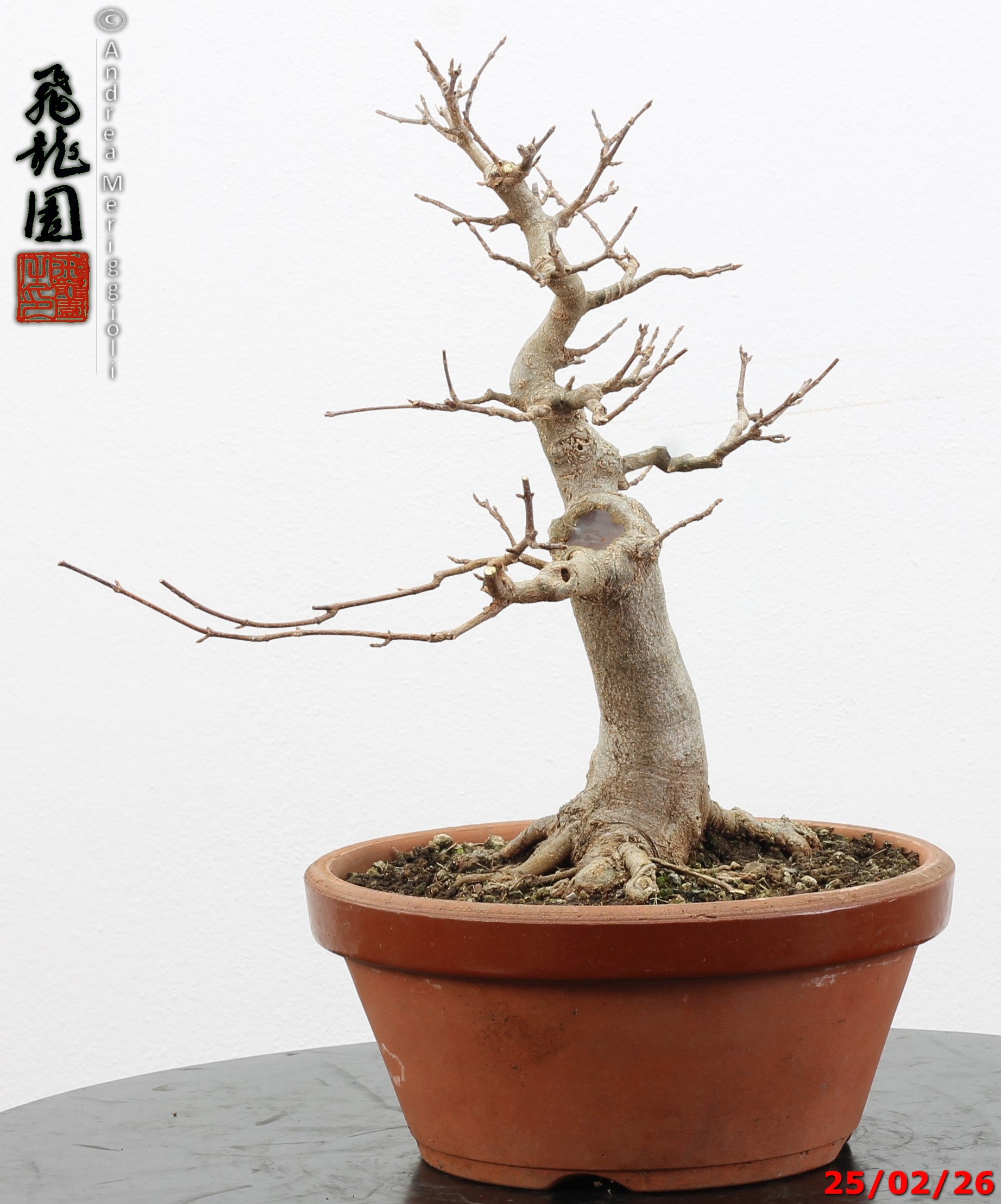 Acer buergerianum - immagine 4