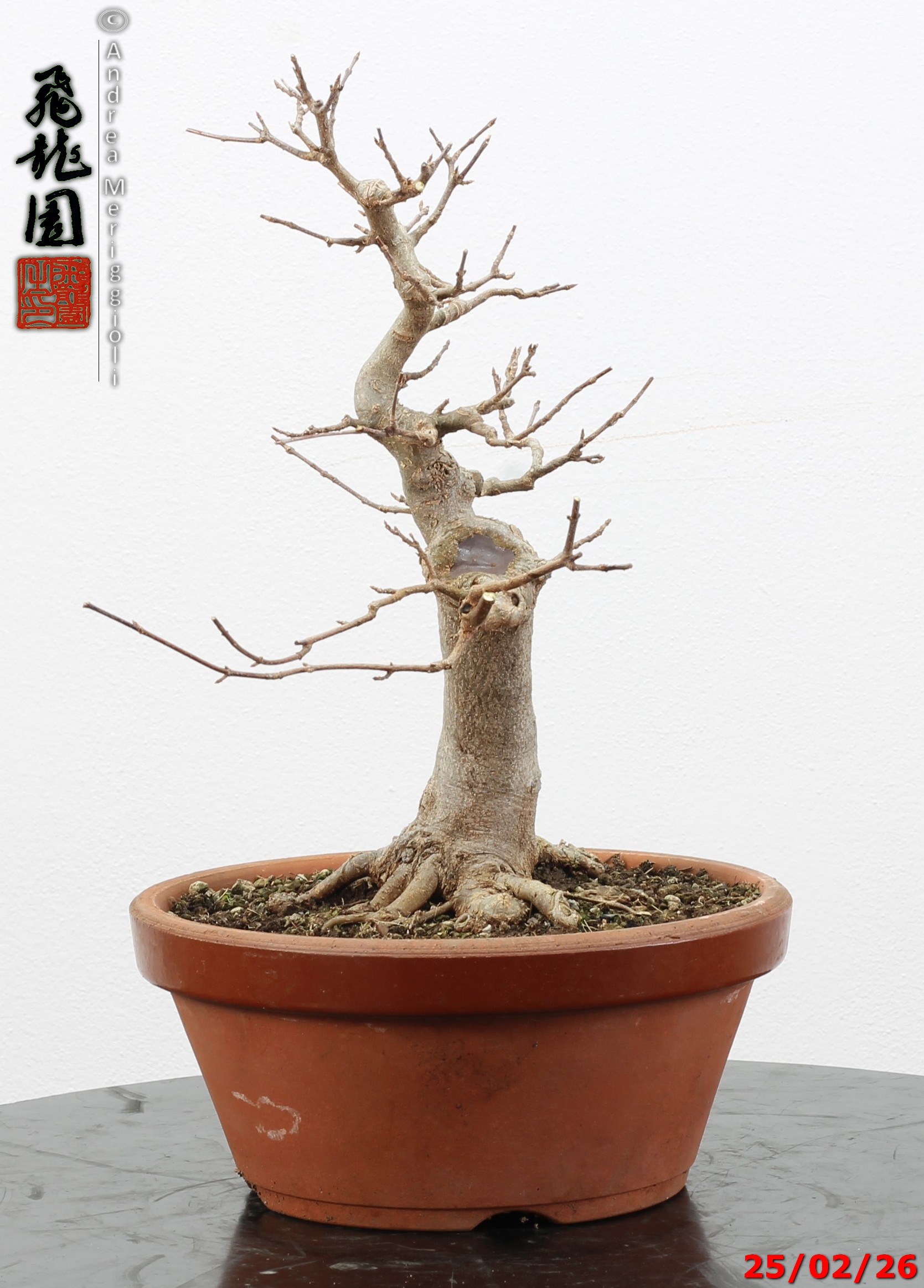 Acer buergerianum - immagine 3